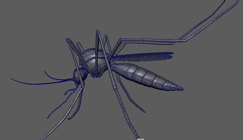Aedes aegypti mosquito 3D model_4