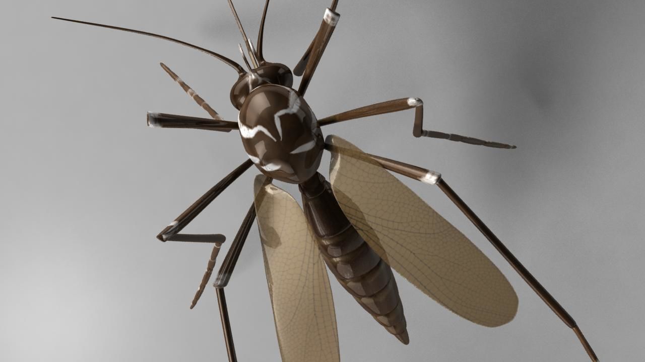 Aedes aegypti mosquito 3D model_1