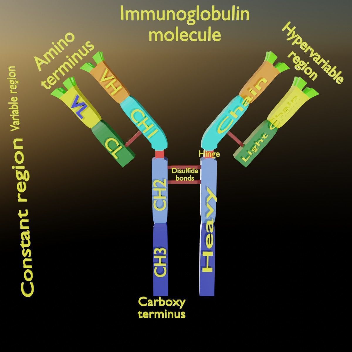 Immunoglobin molecule structure labelled Low-poly 3D model_15