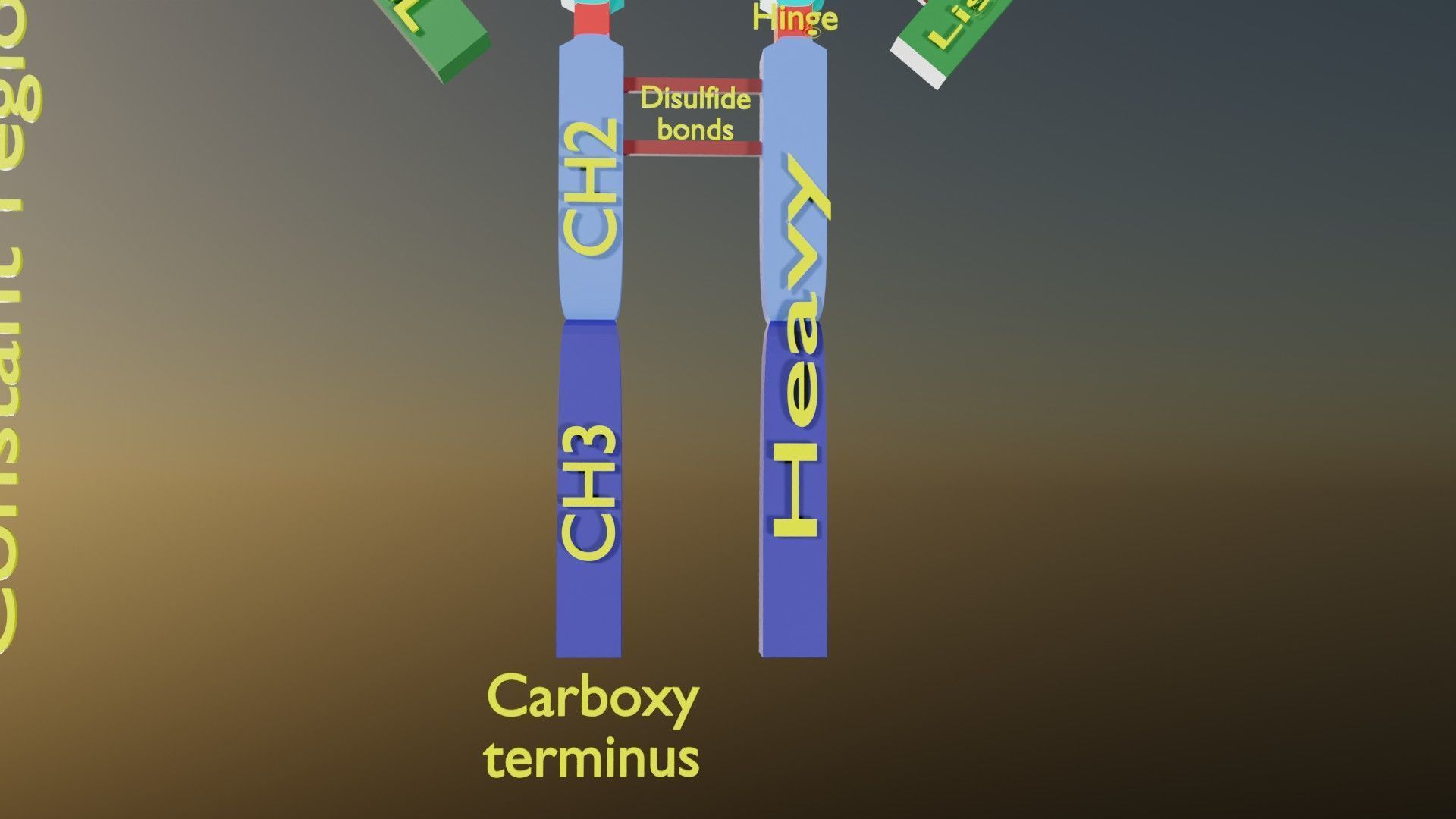 Immunoglobin molecule structure labelled Low-poly 3D model_14