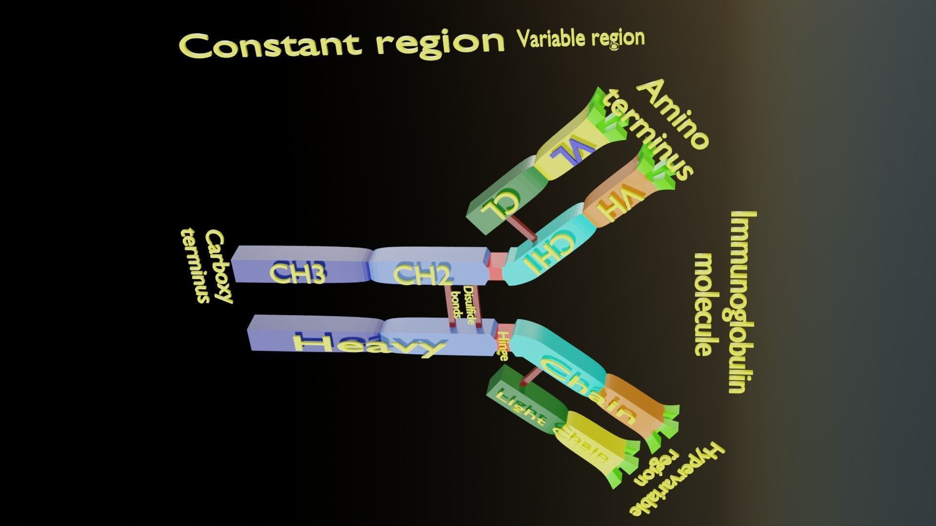 Immunoglobin molecule structure labelled Low-poly 3D model_7