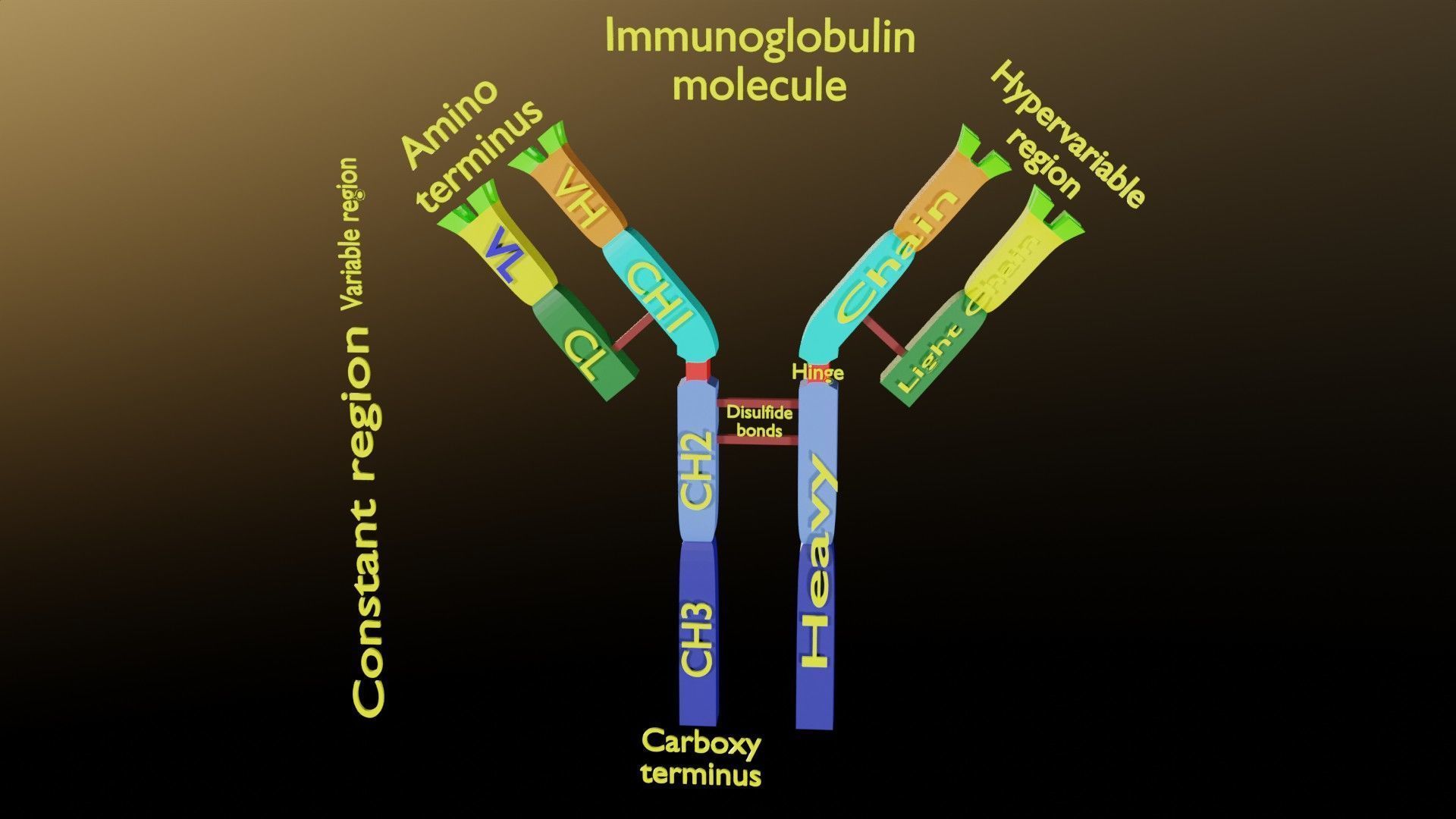 Immunoglobin molecule structure labelled Low-poly 3D model_4