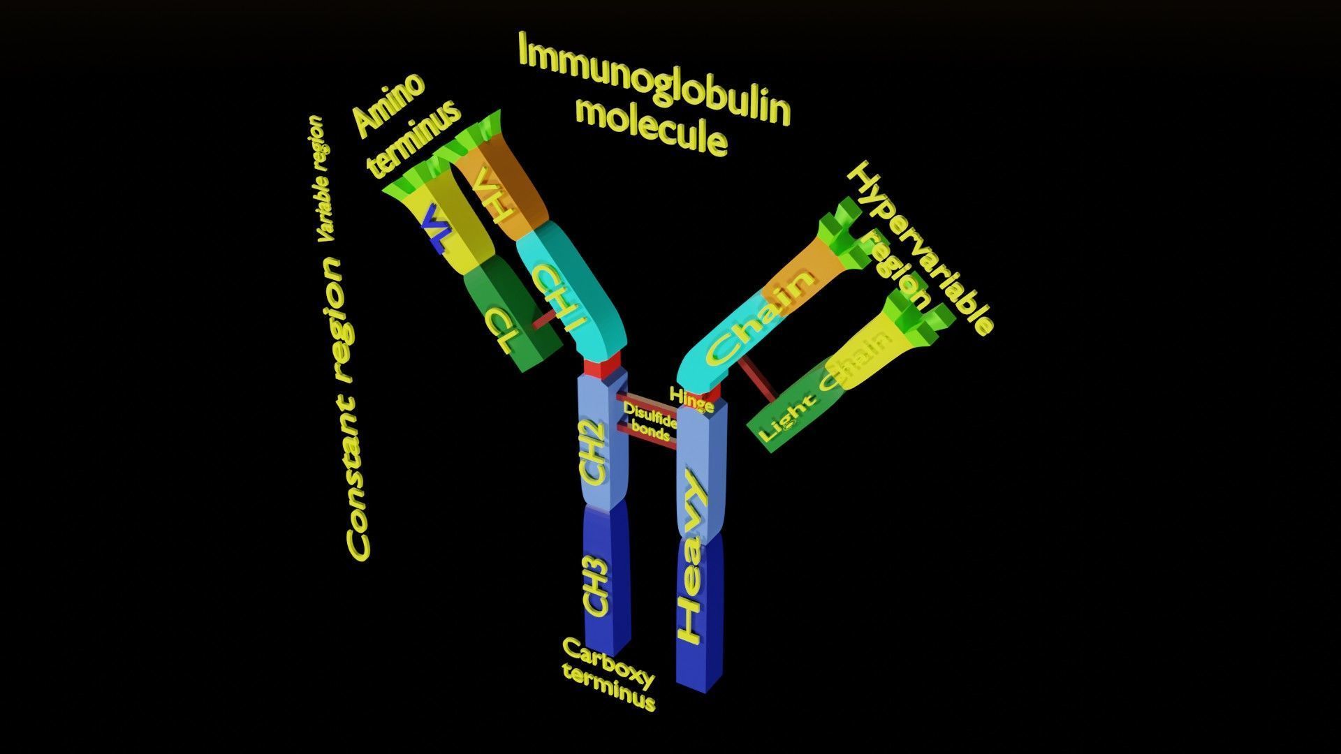 Immunoglobin molecule structure labelled Low-poly 3D model_1