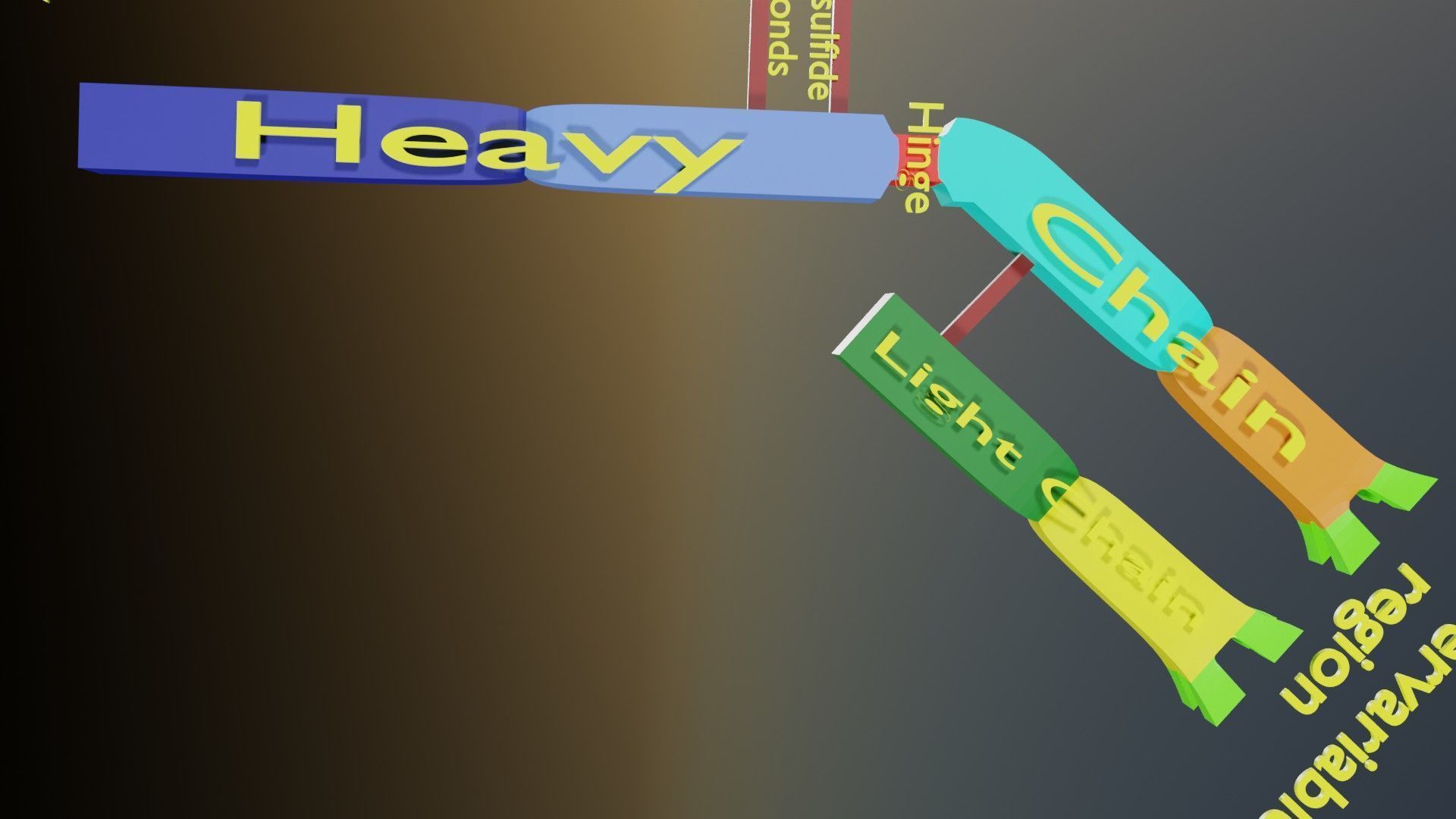 Immunoglobin molecule structure labelled Low-poly 3D model_11