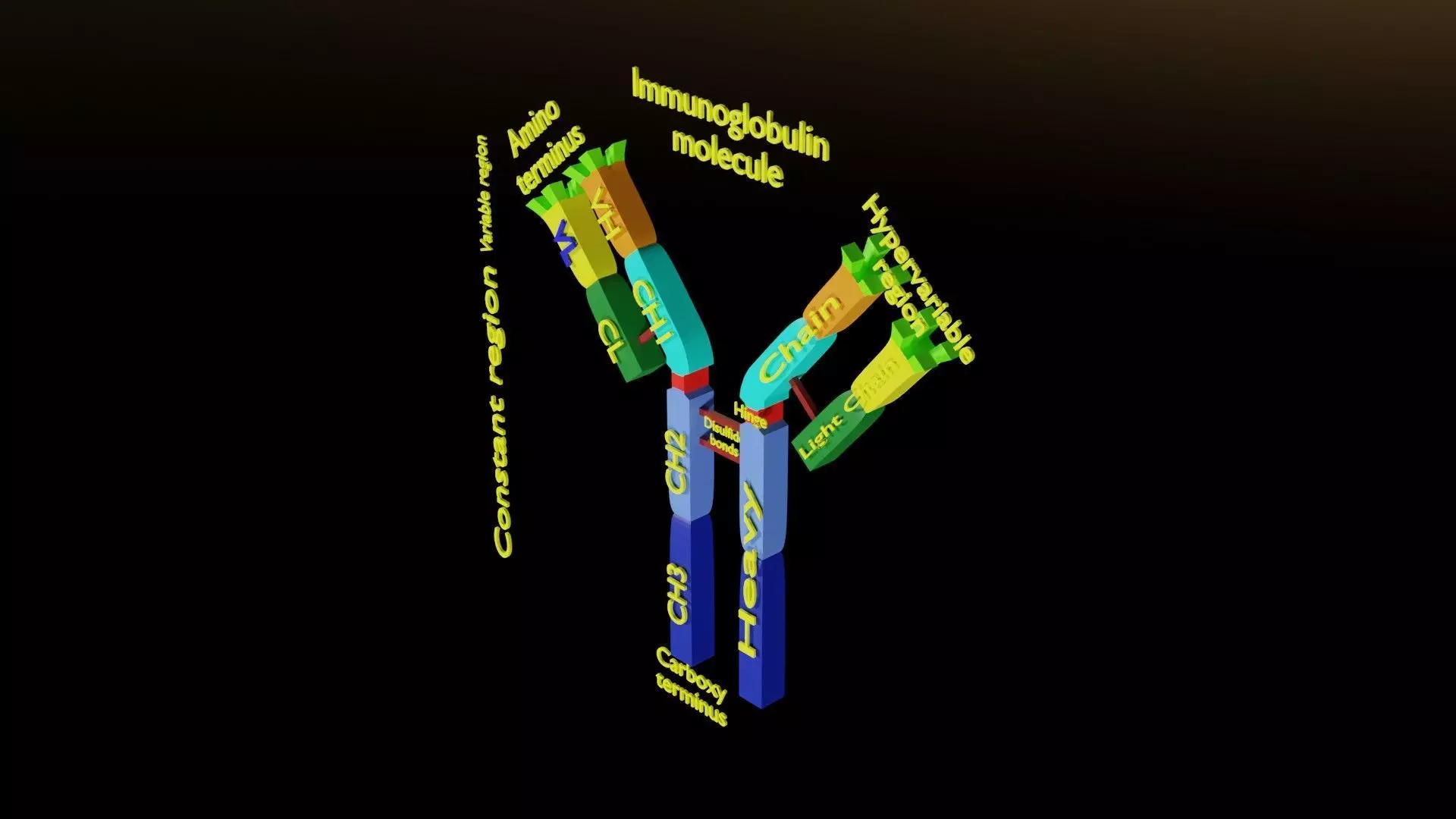 Immunoglobin molecule structure labelled Low-poly 3D model_0