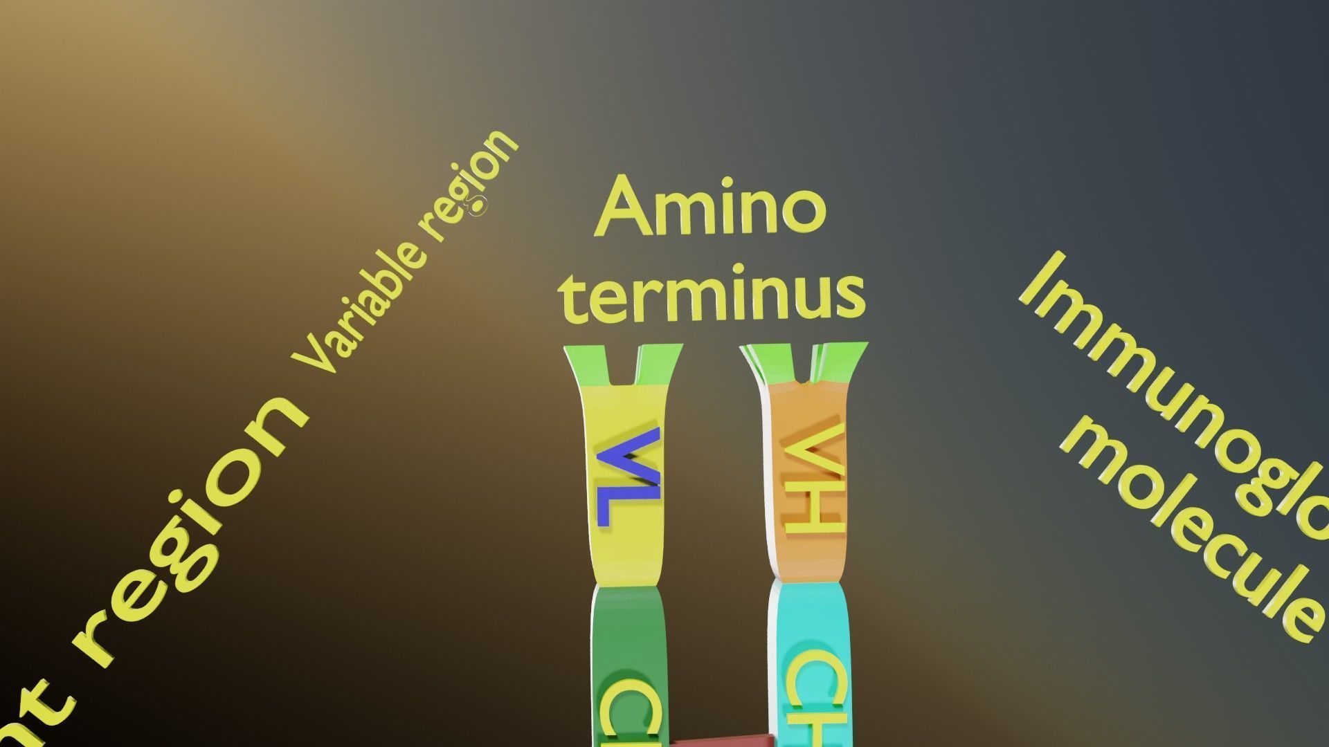 Immunoglobin molecule structure labelled Low-poly 3D model_13