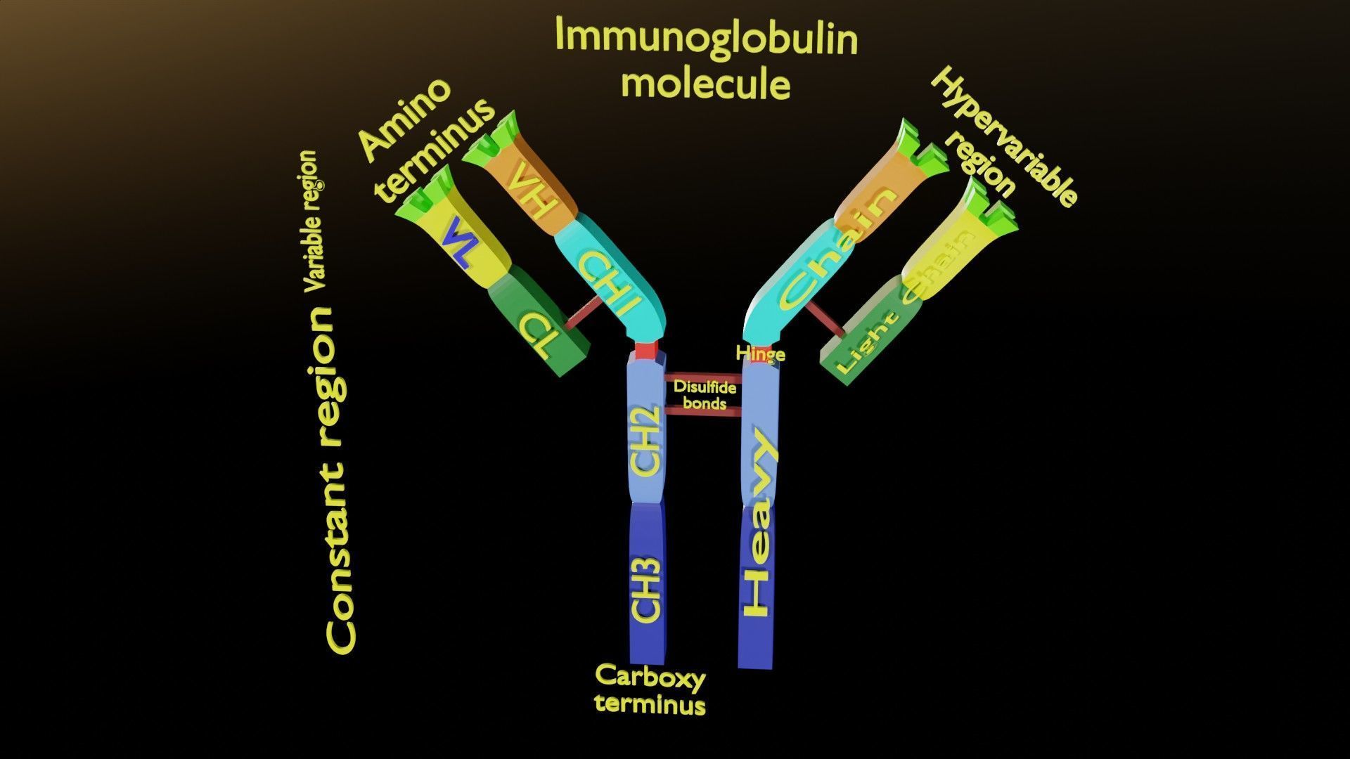 Immunoglobin molecule structure labelled Low-poly 3D model_3