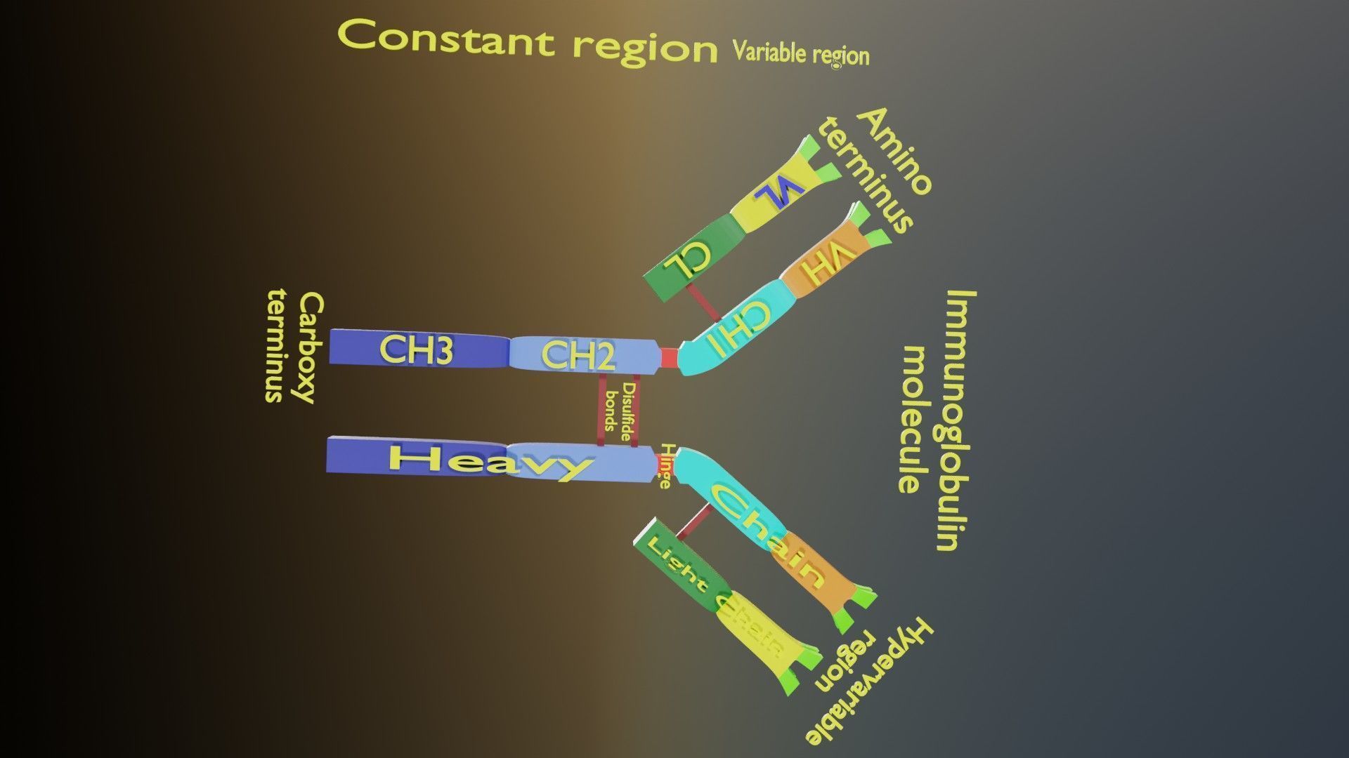 Immunoglobin molecule structure labelled Low-poly 3D model_10