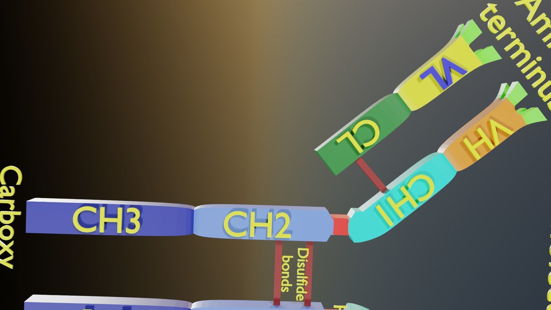 Immunoglobin molecule structure labelled Low-poly 3D model_12