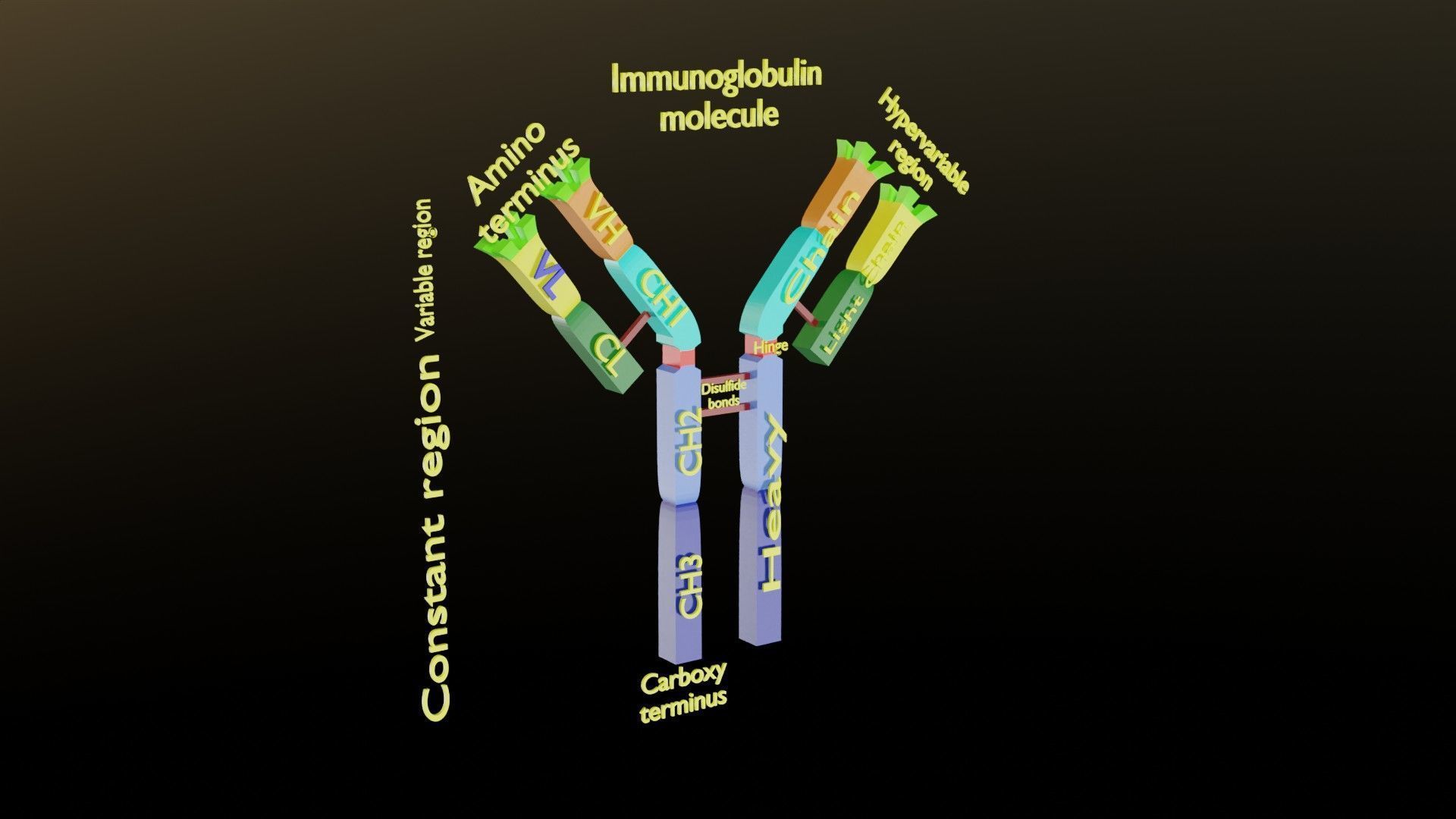 Immunoglobin molecule structure labelled Low-poly 3D model_6