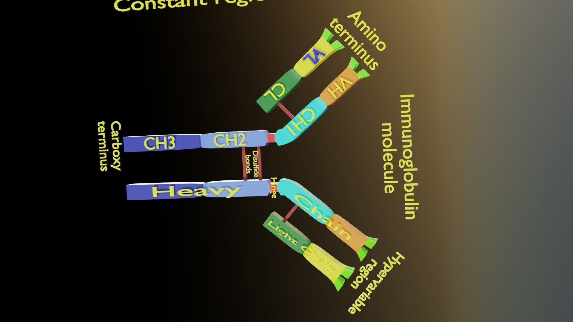 Immunoglobin molecule structure labelled Low-poly 3D model_8