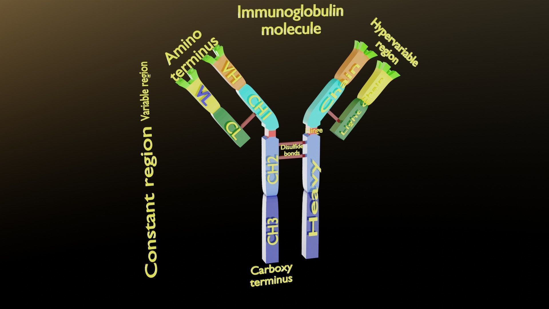 Immunoglobin molecule structure labelled Low-poly 3D model_5
