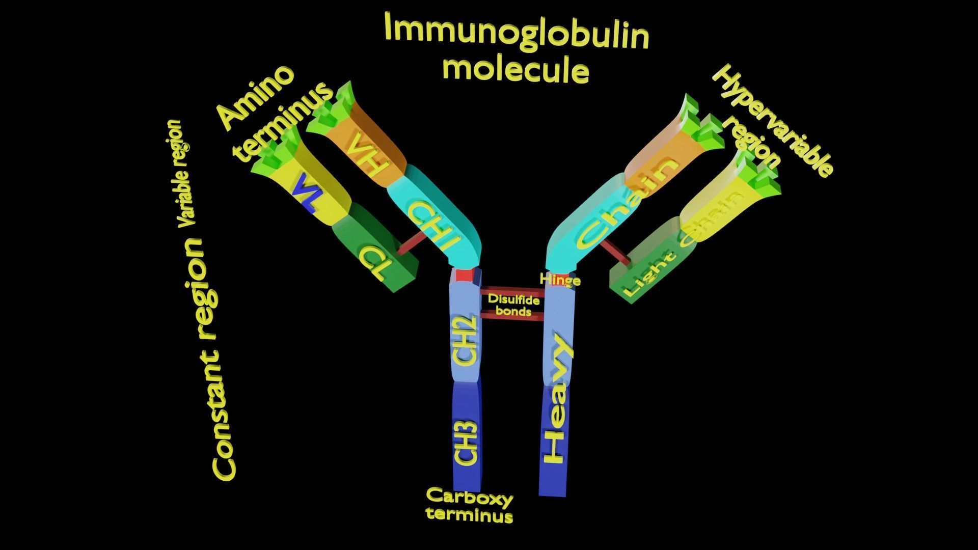 Immunoglobin molecule structure labelled Low-poly 3D model_2