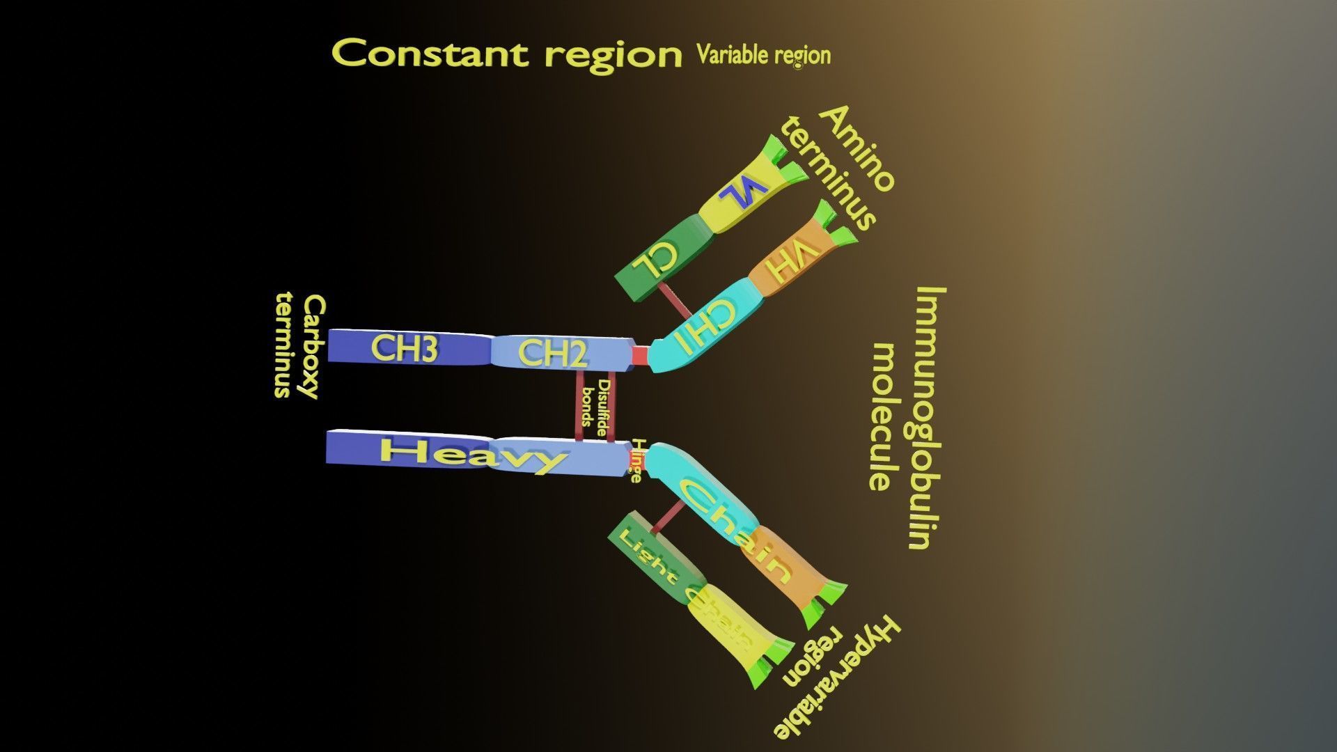 Immunoglobin molecule structure labelled Low-poly 3D model_9