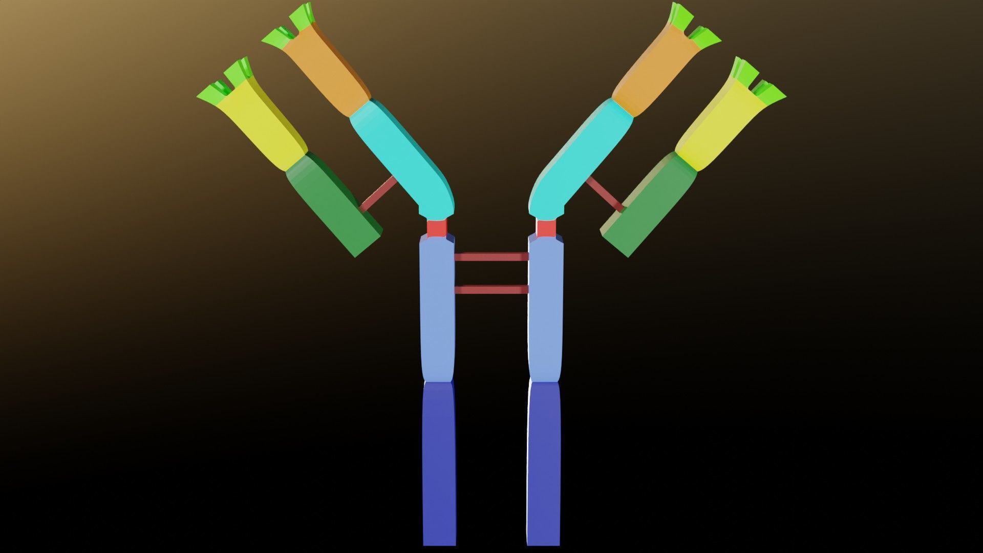 Immunoglobin molecule structure labelled Low-poly 3D model_16
