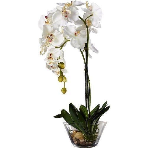 Phalaenopsis Orchid Floral Arrangement in Vase 3D model