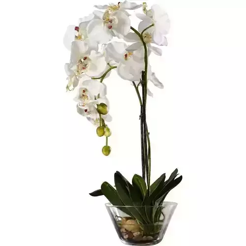 Phalaenopsis Orchid Floral Arrangement in Vase