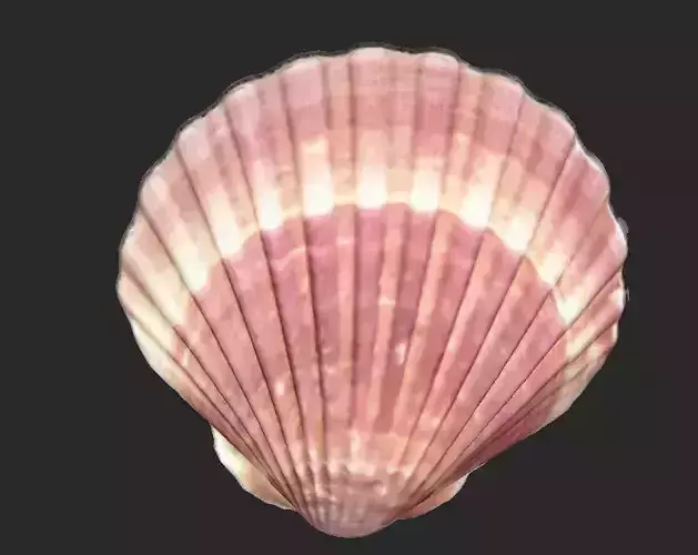 Large Seashell