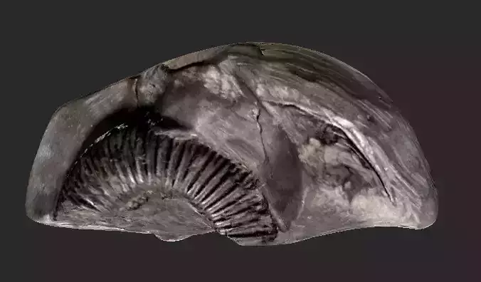 Rock containing an ammonite