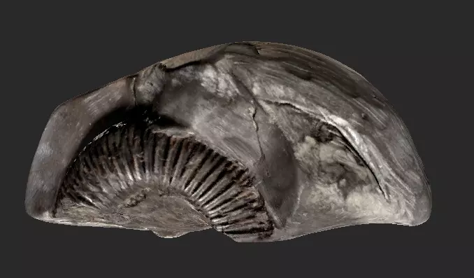 Rock containing an ammonite 3D model
