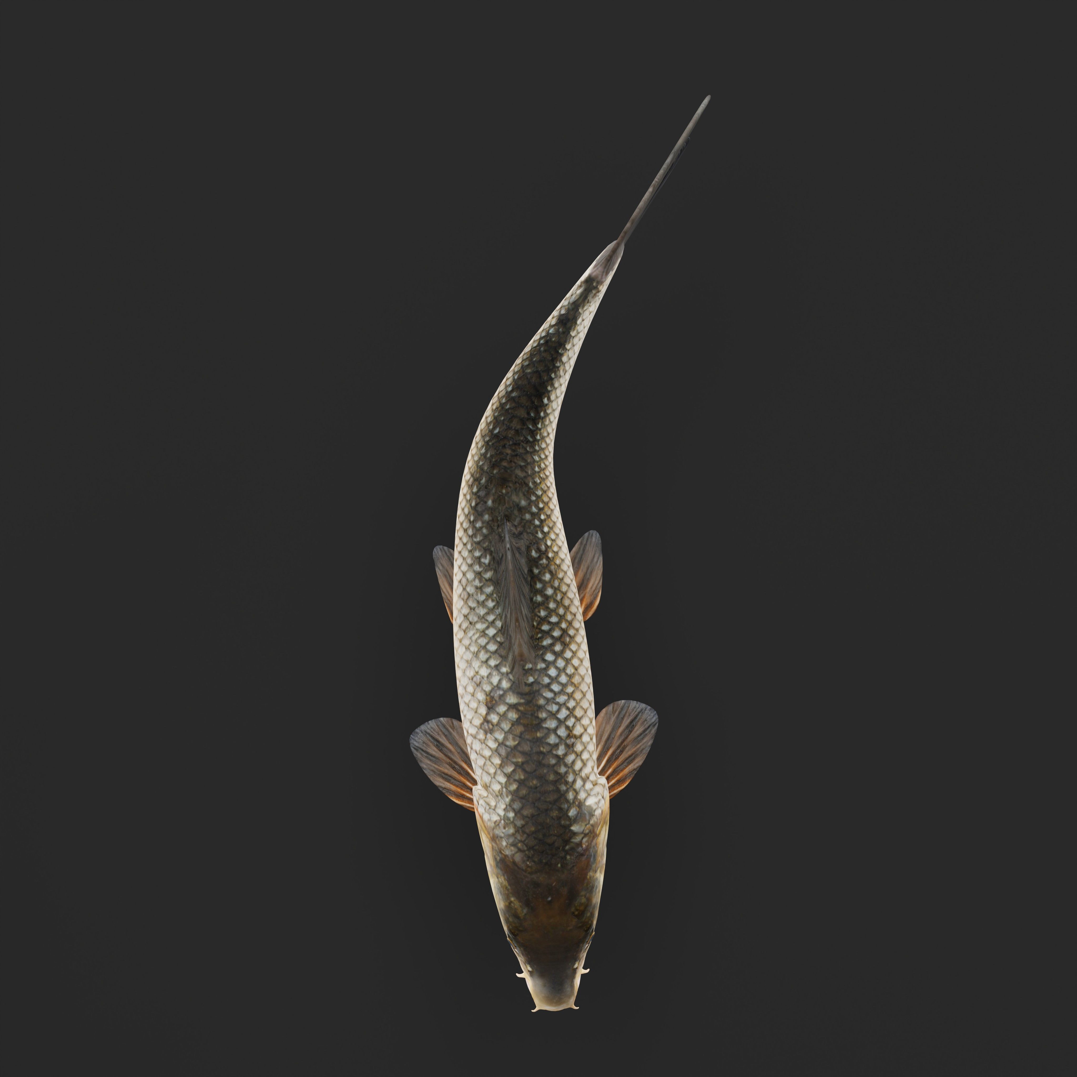 Barbeel Fish Low-poly 3D model_32