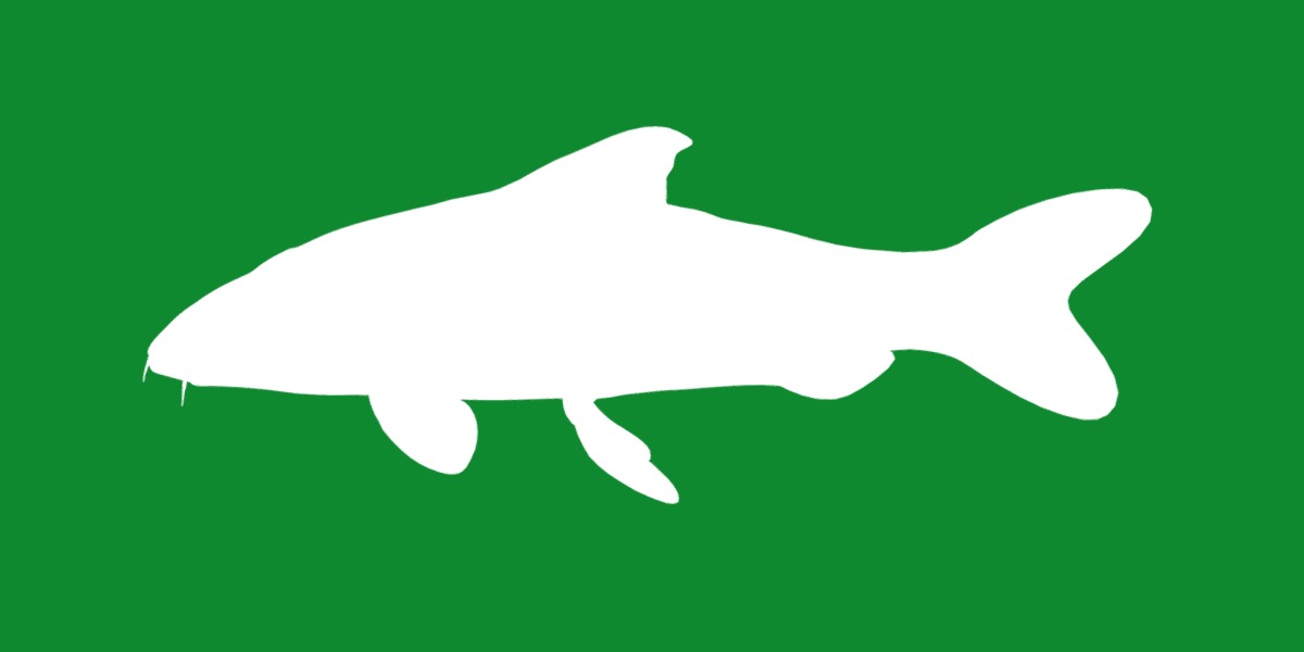 Barbeel Fish Low-poly 3D model_25