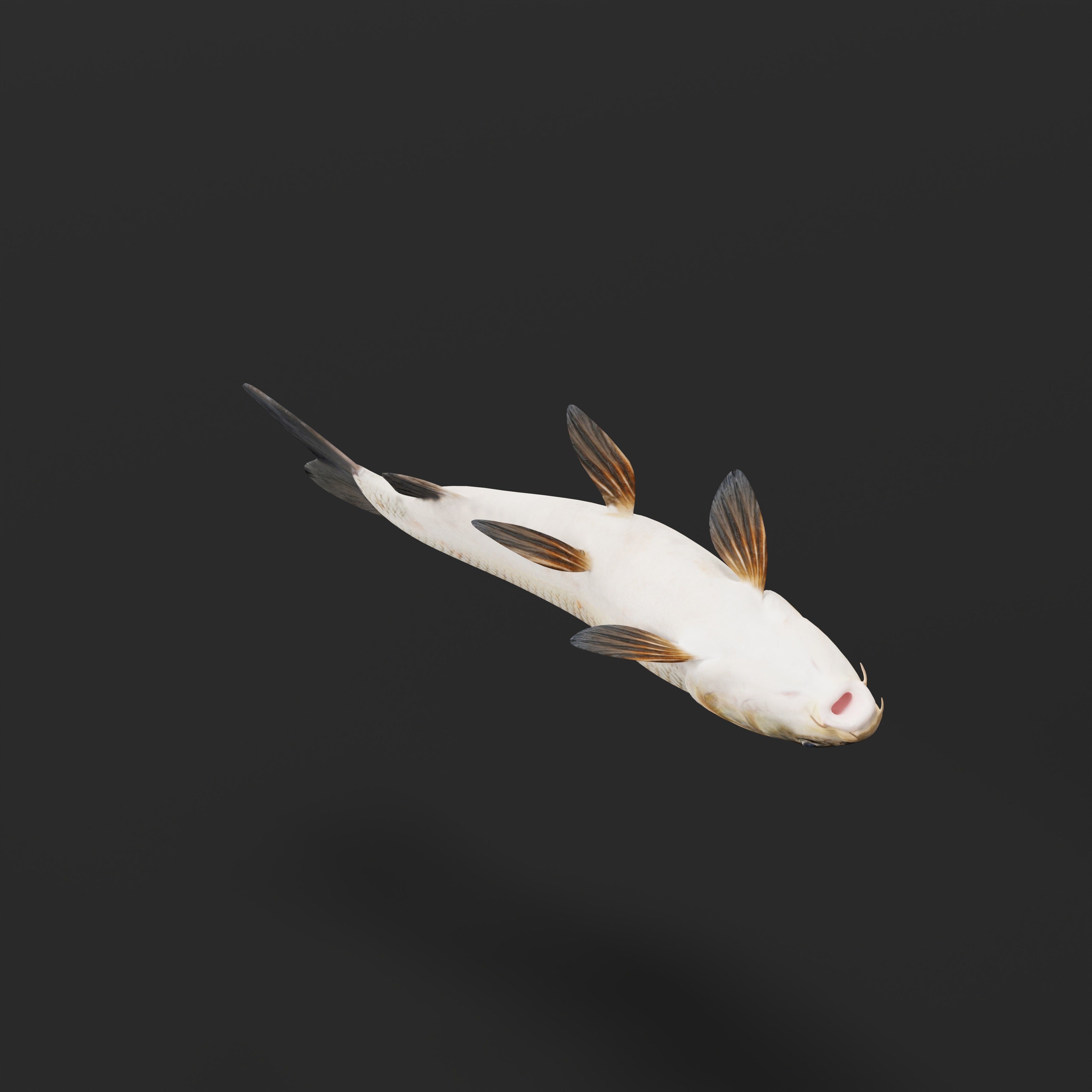 Barbeel Fish Low-poly 3D model_33