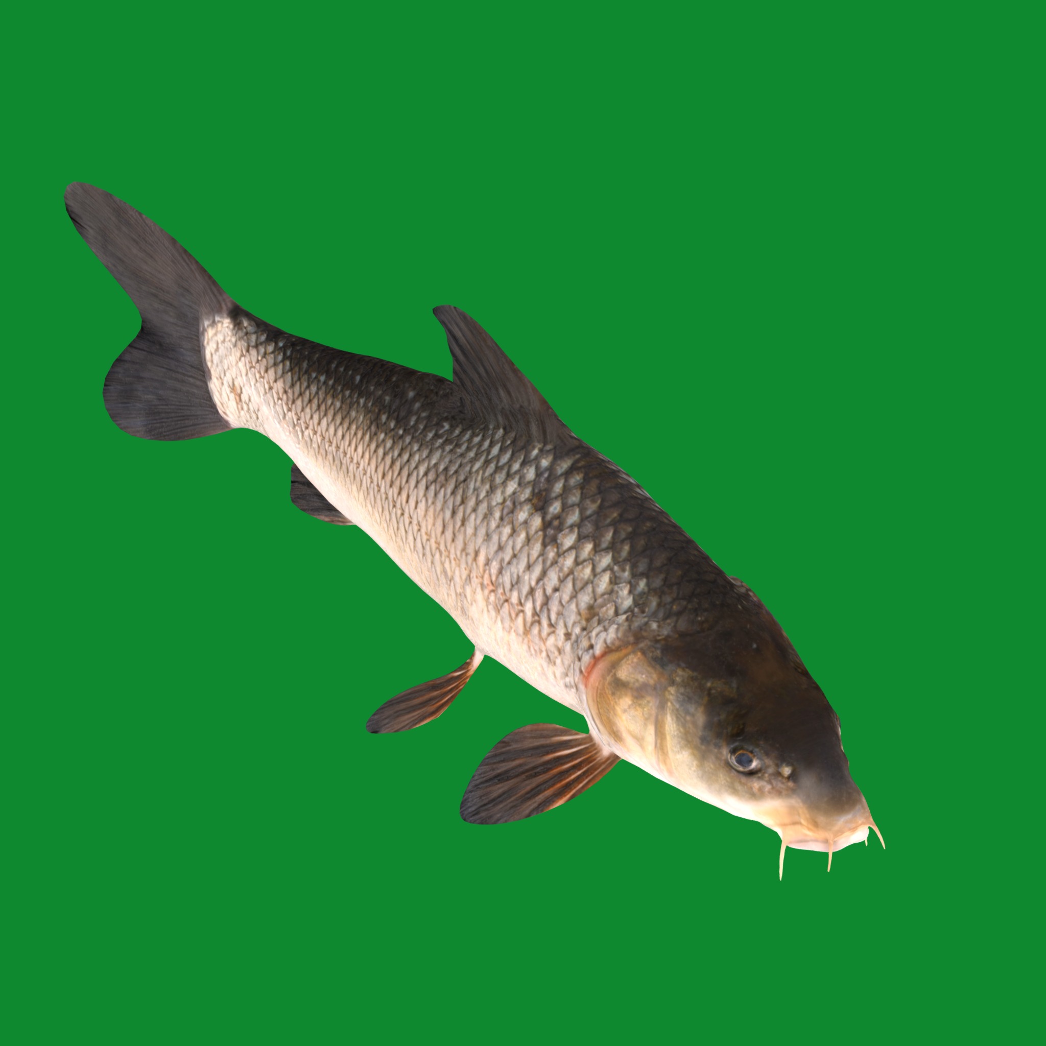 Barbeel Fish Low-poly 3D model_17