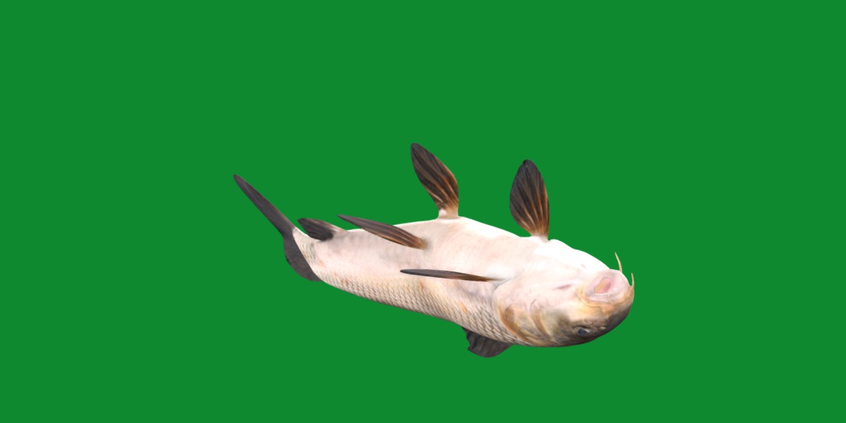 Barbeel Fish Low-poly 3D model_4