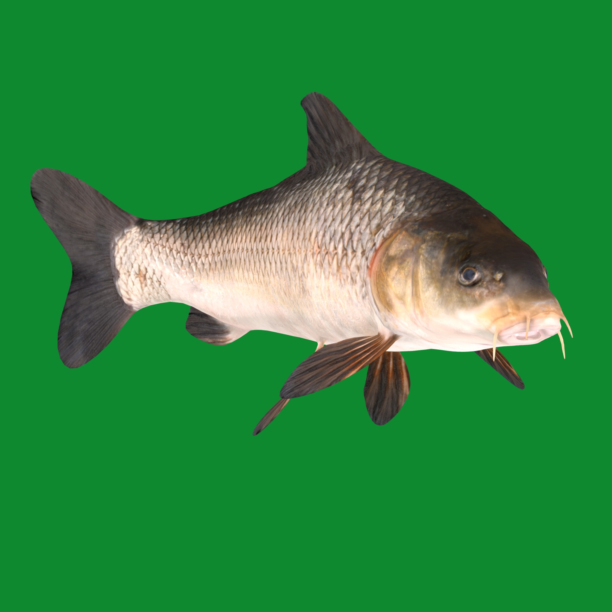 Barbeel Fish Low-poly 3D model_18