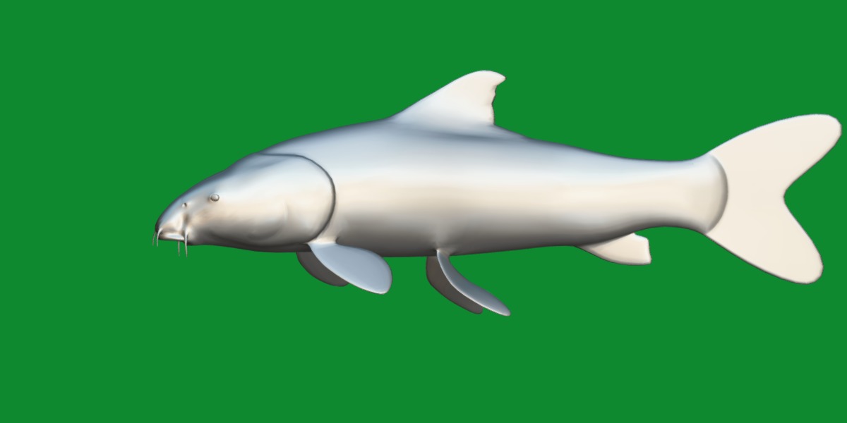 Barbeel Fish Low-poly 3D model_9