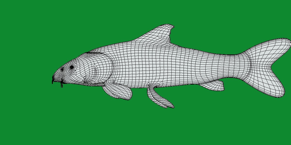 Barbeel Fish Low-poly 3D model_12