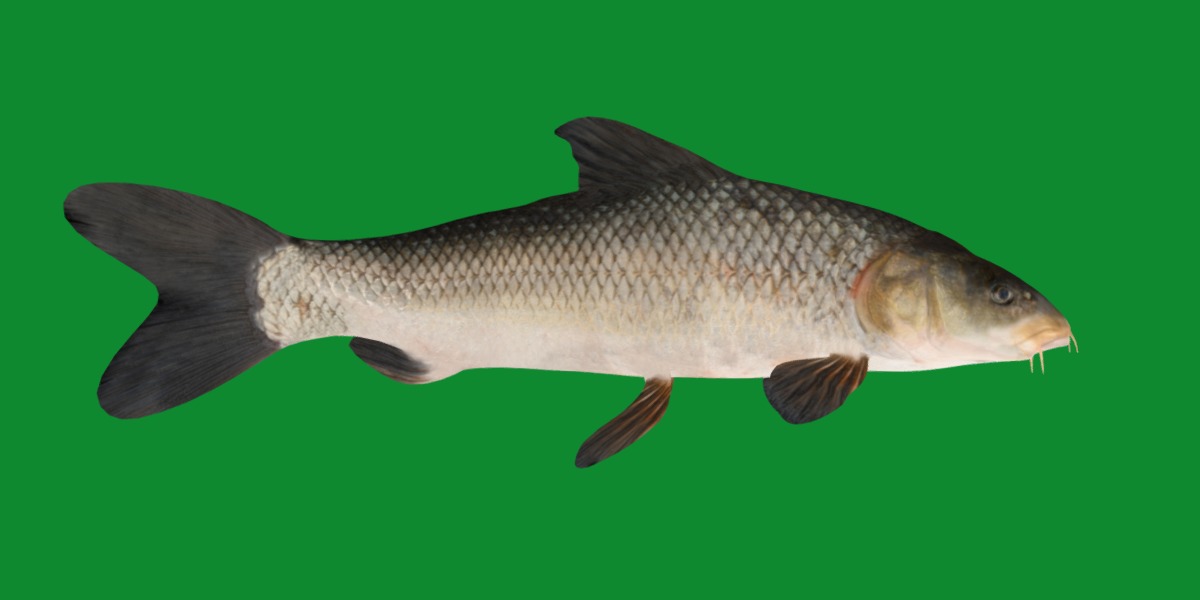 Barbeel Fish Low-poly 3D model_23
