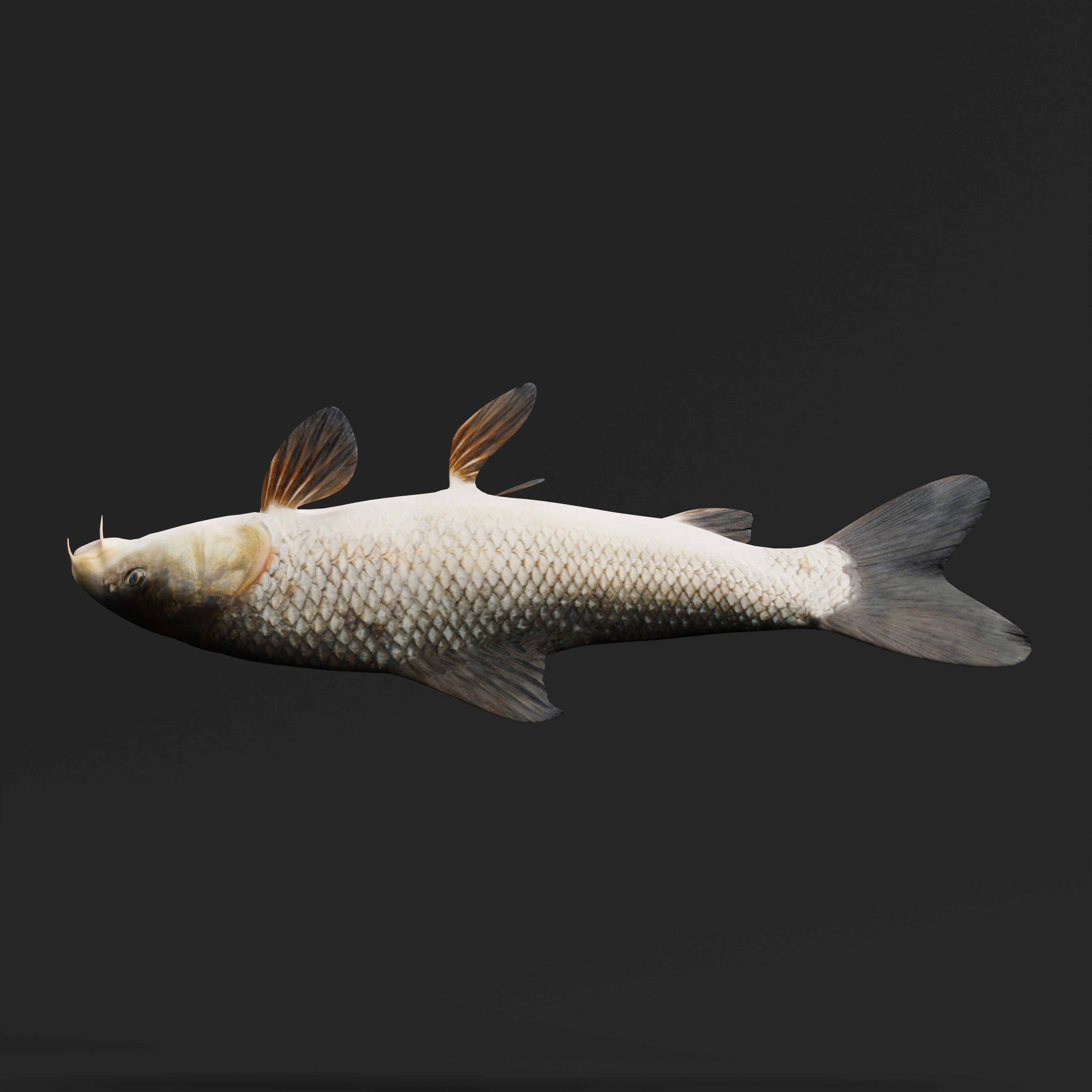 Barbeel Fish Low-poly 3D model_34