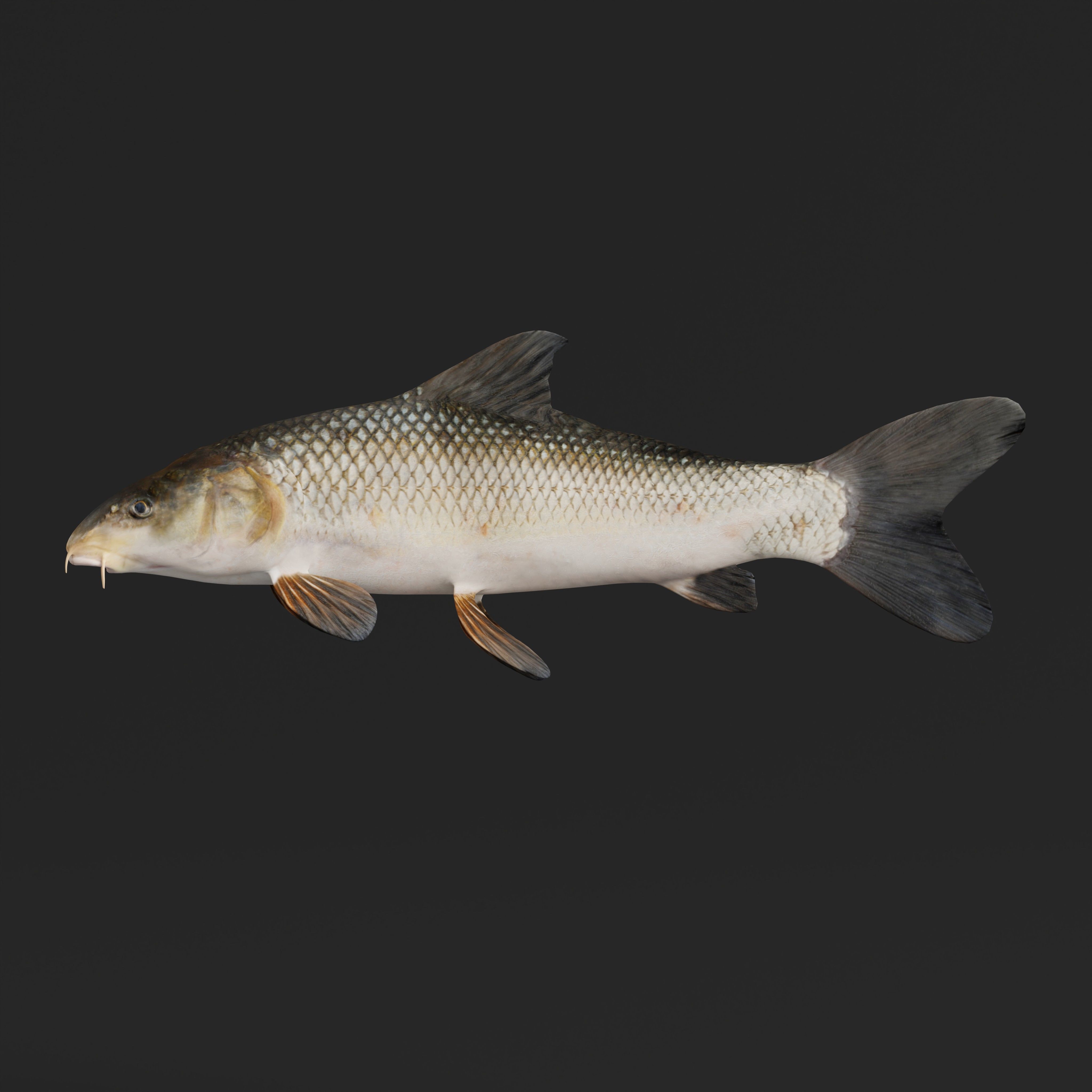 Barbeel Fish Low-poly 3D model_31