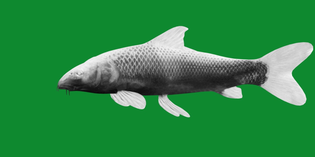 Barbeel Fish Low-poly 3D model_7