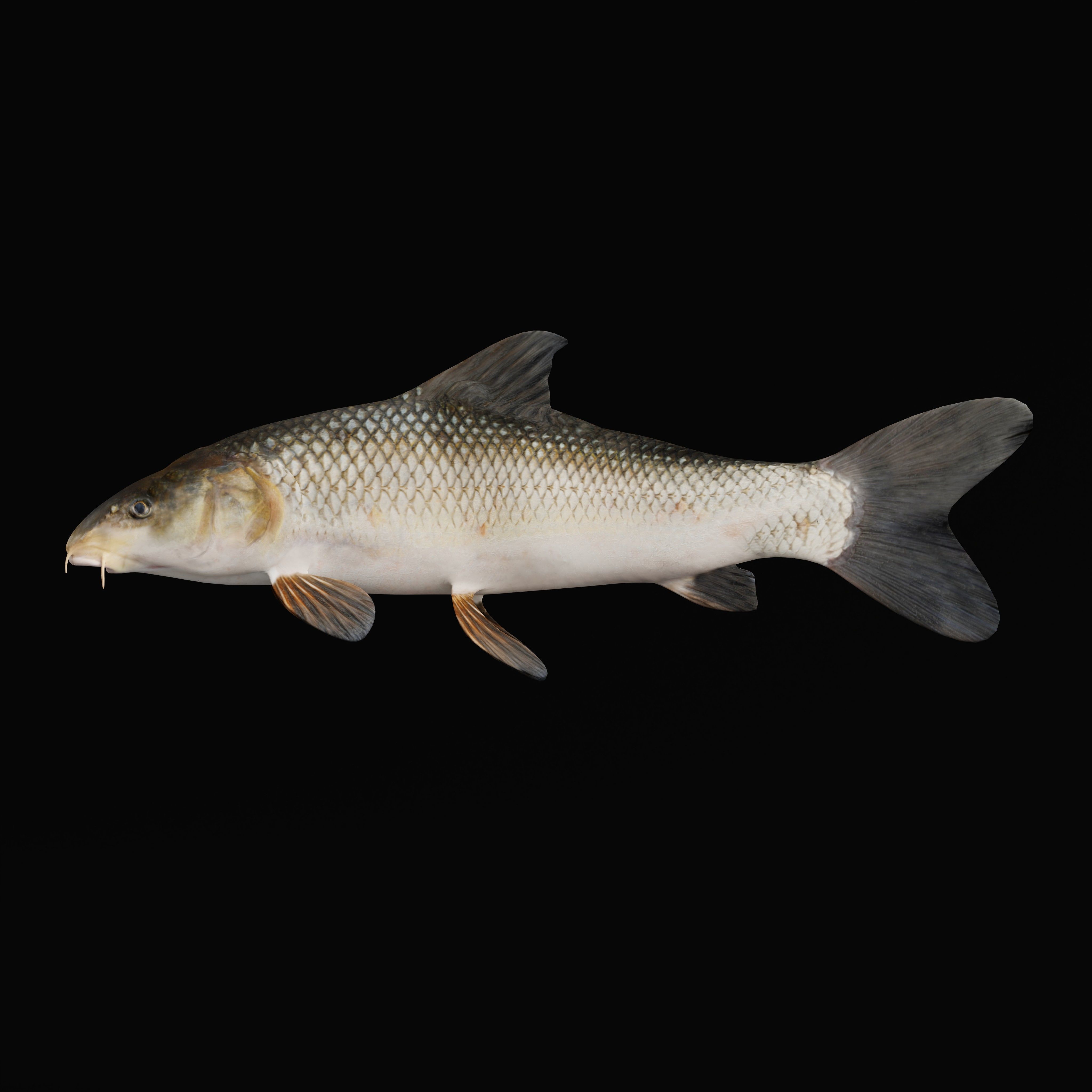 Barbeel Fish Low-poly 3D model_27