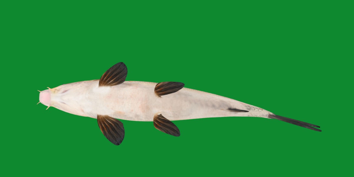 Barbeel Fish Low-poly 3D model_24