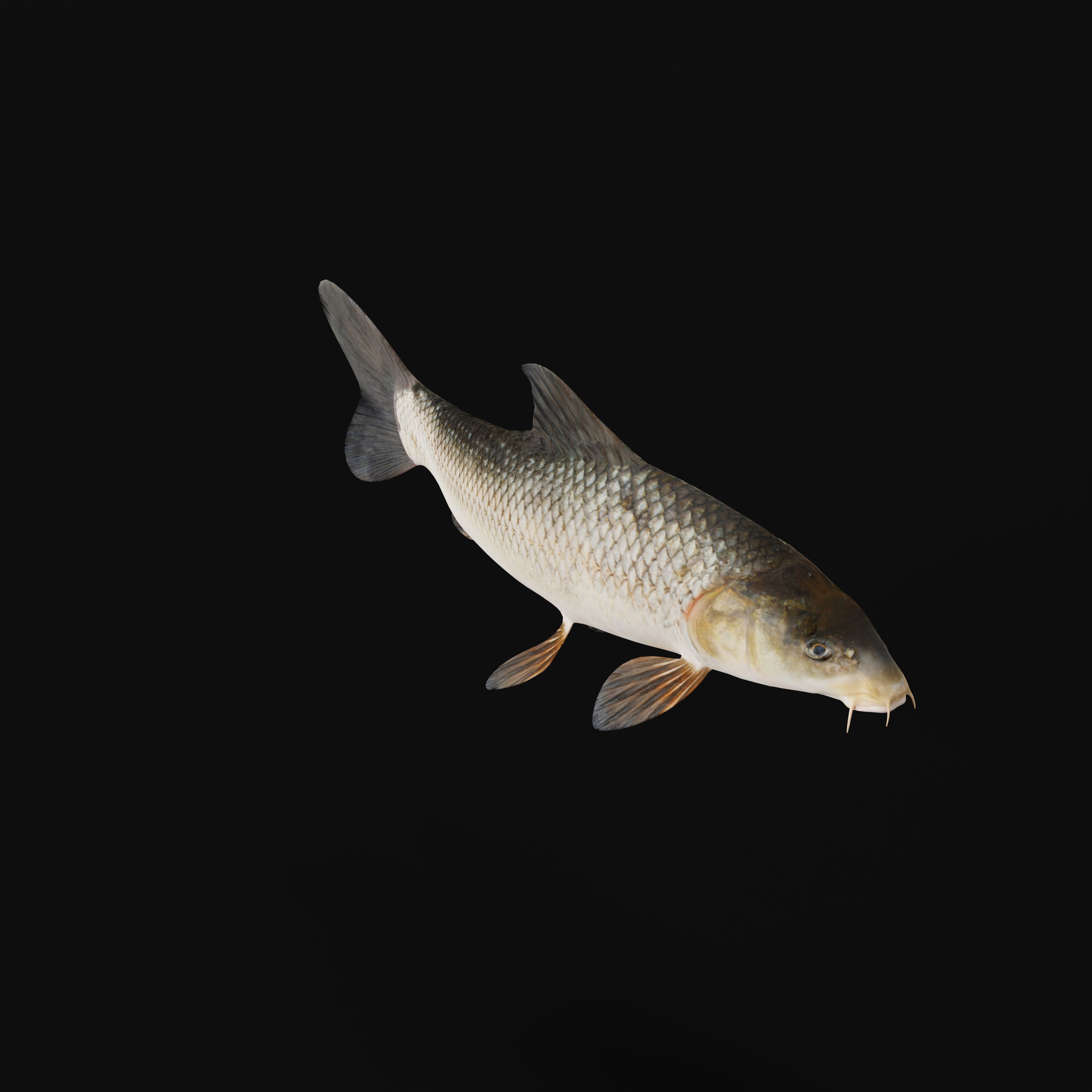 Barbeel Fish Low-poly 3D model_28