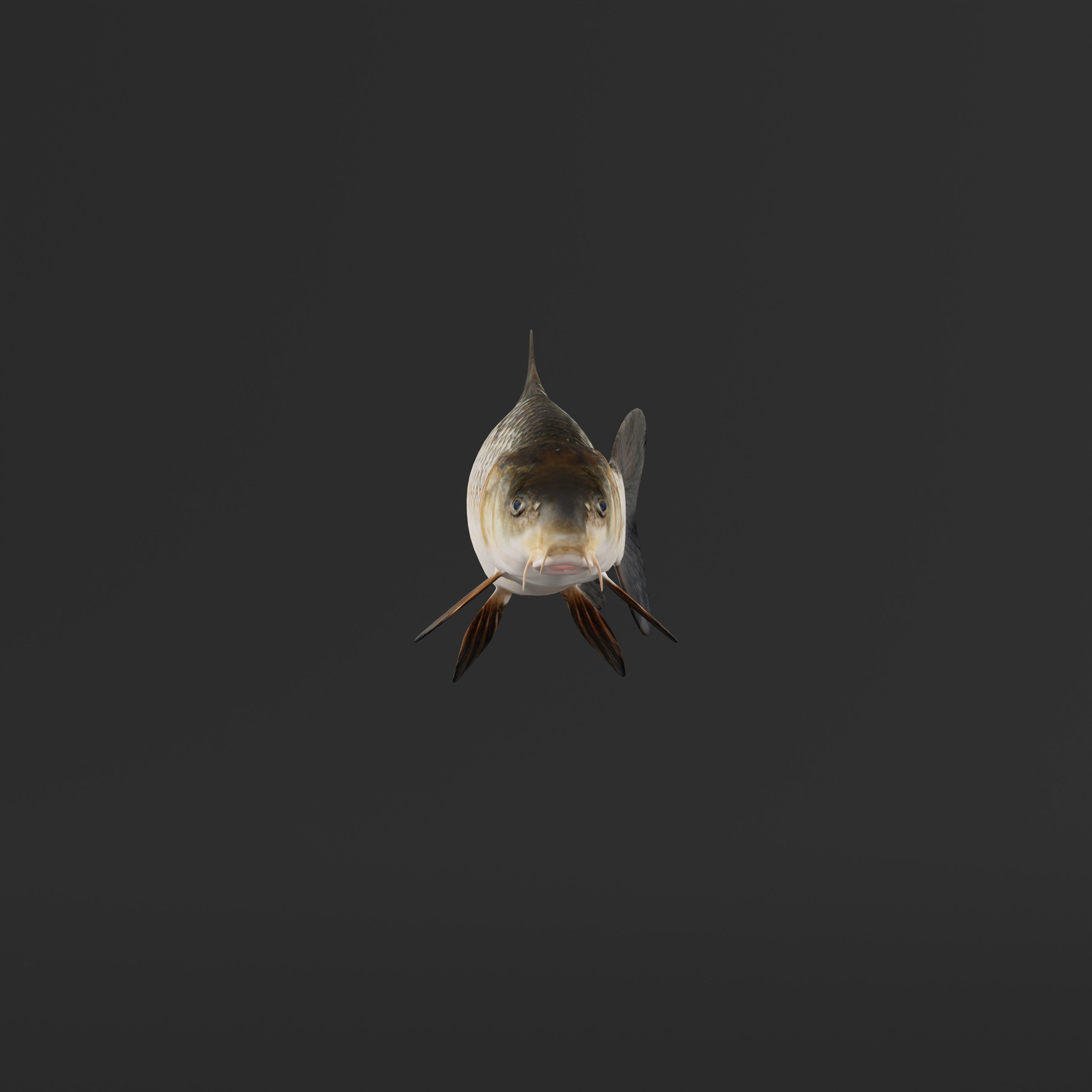 Barbeel Fish Low-poly 3D model_30