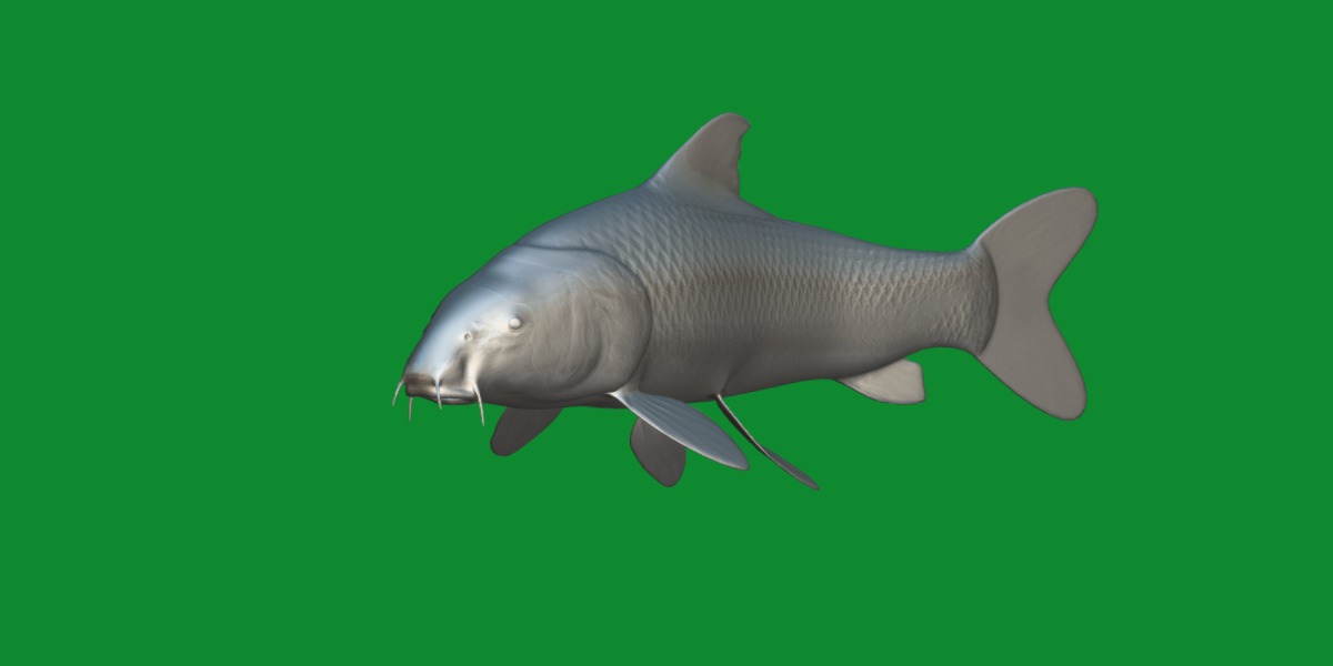 Barbeel Fish Low-poly 3D model_10