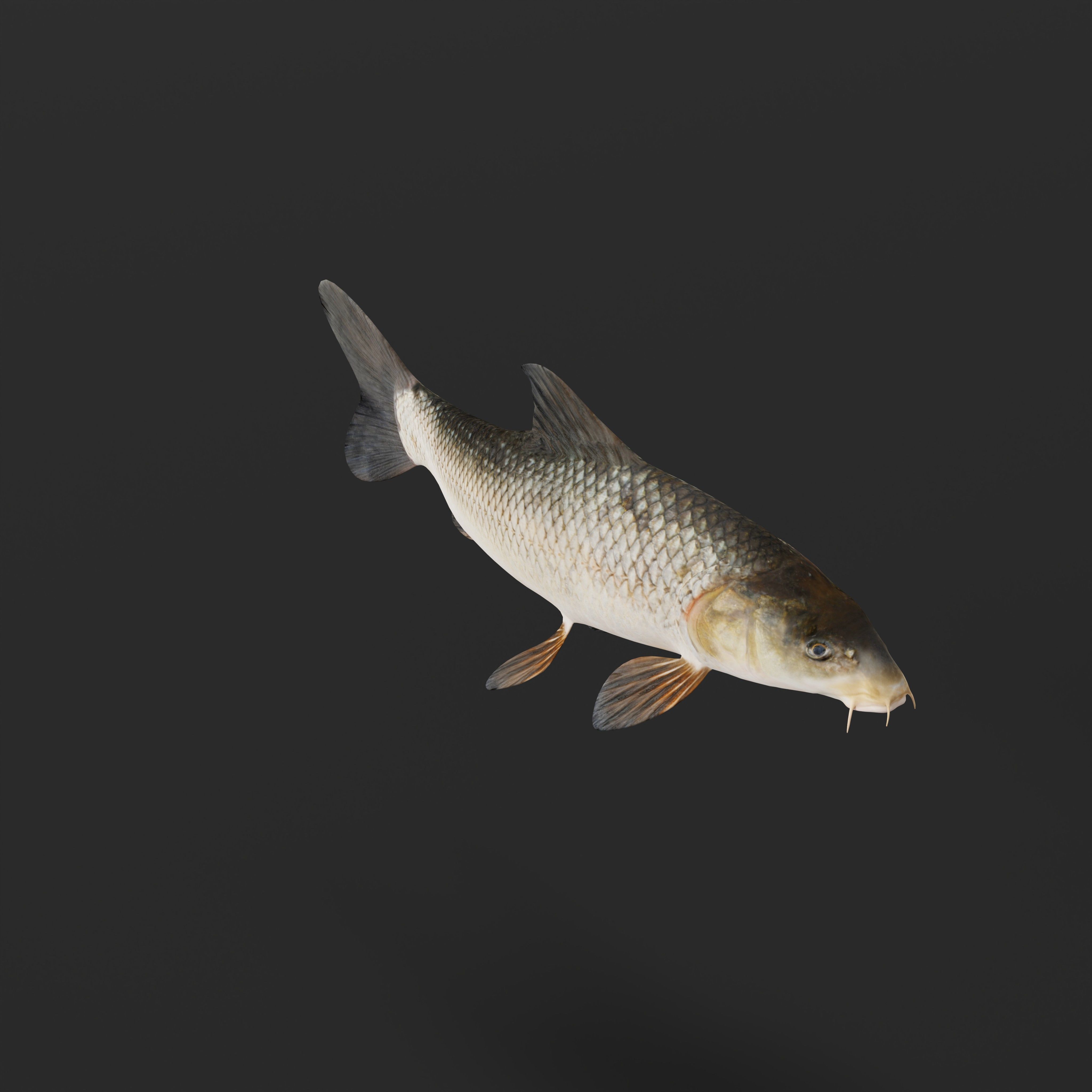 Barbeel Fish Low-poly 3D model_29