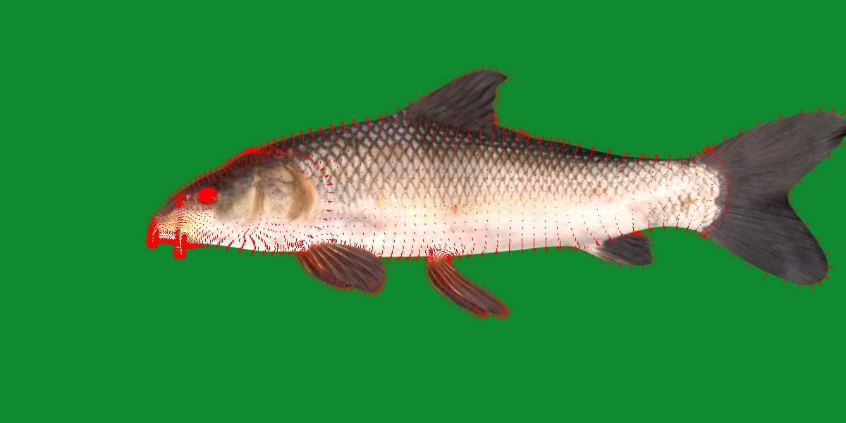 Barbeel Fish Low-poly 3D model_14