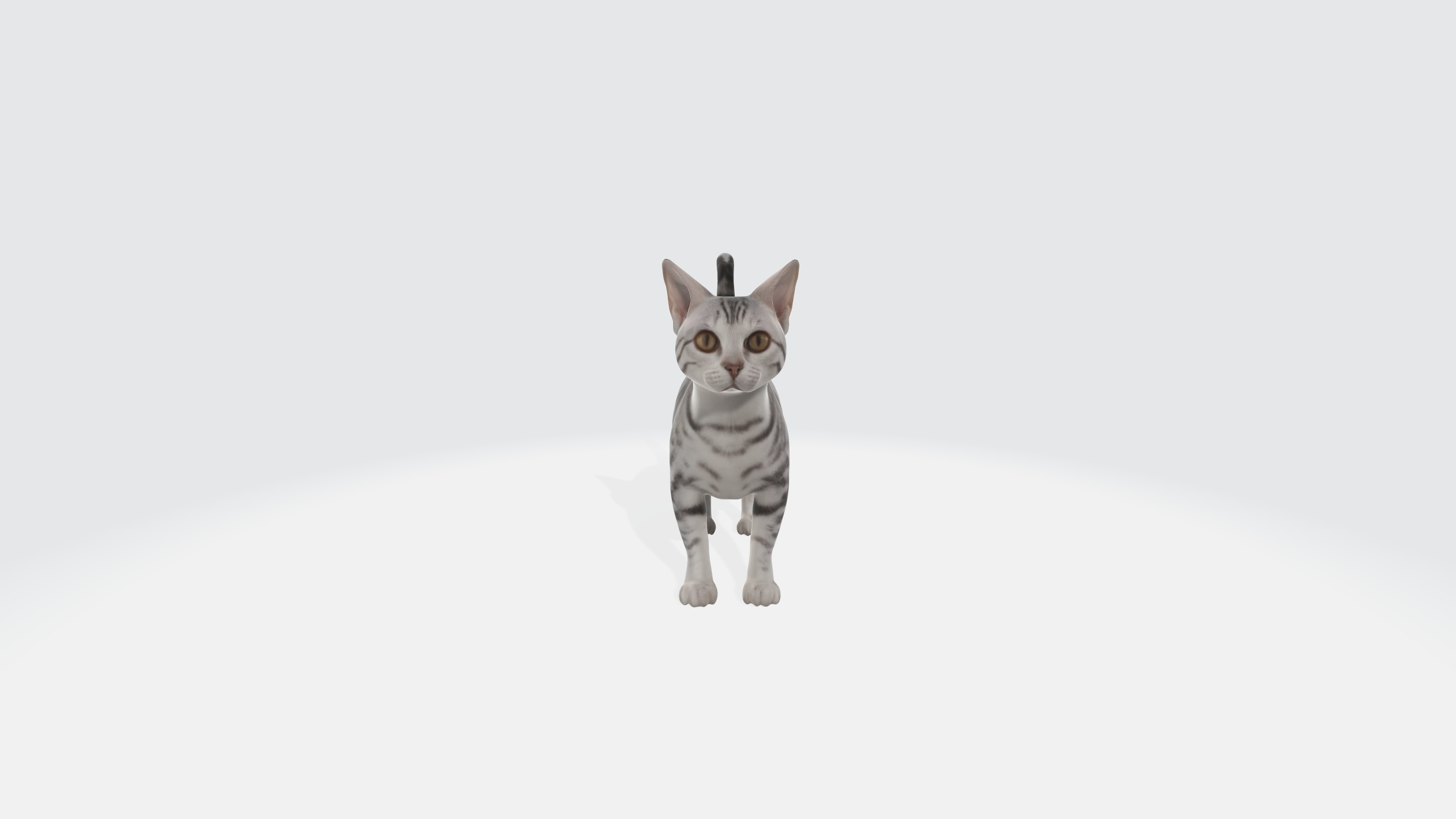 American Shorthair Cat Animated and Rigged 3D model_3