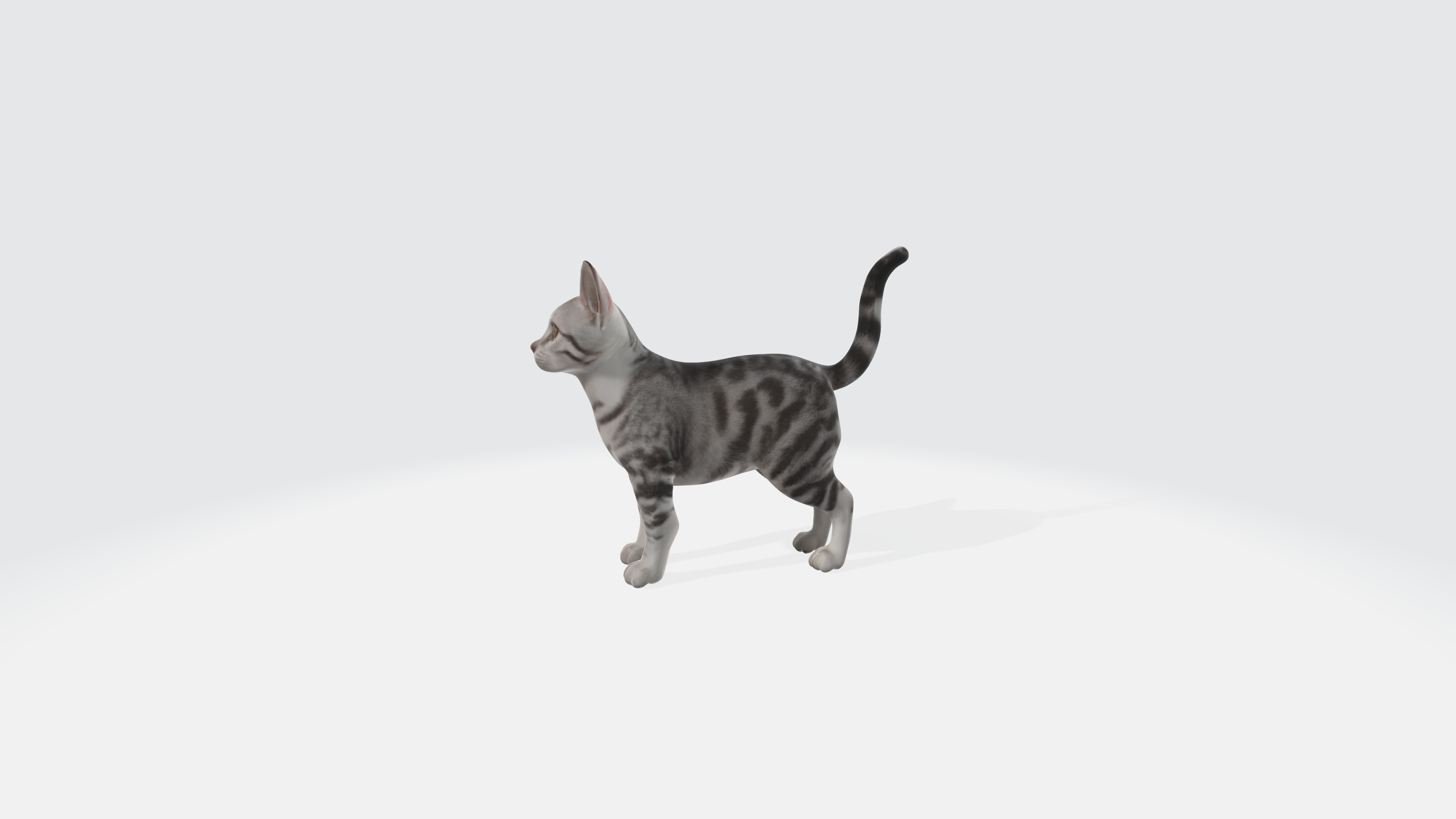 American Shorthair Cat Animated and Rigged 3D model_4