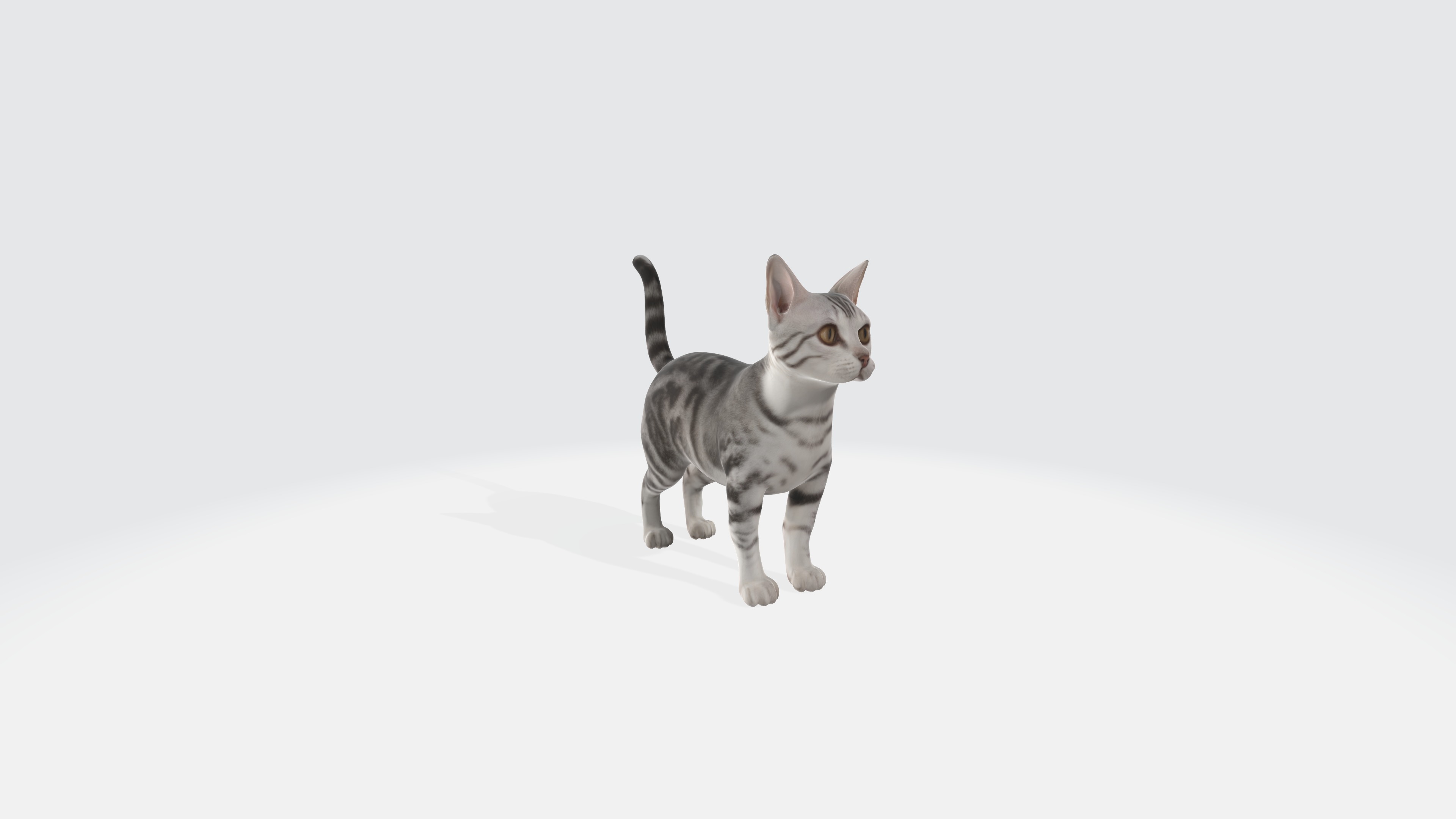 American Shorthair Cat Animated and Rigged 3D model_2