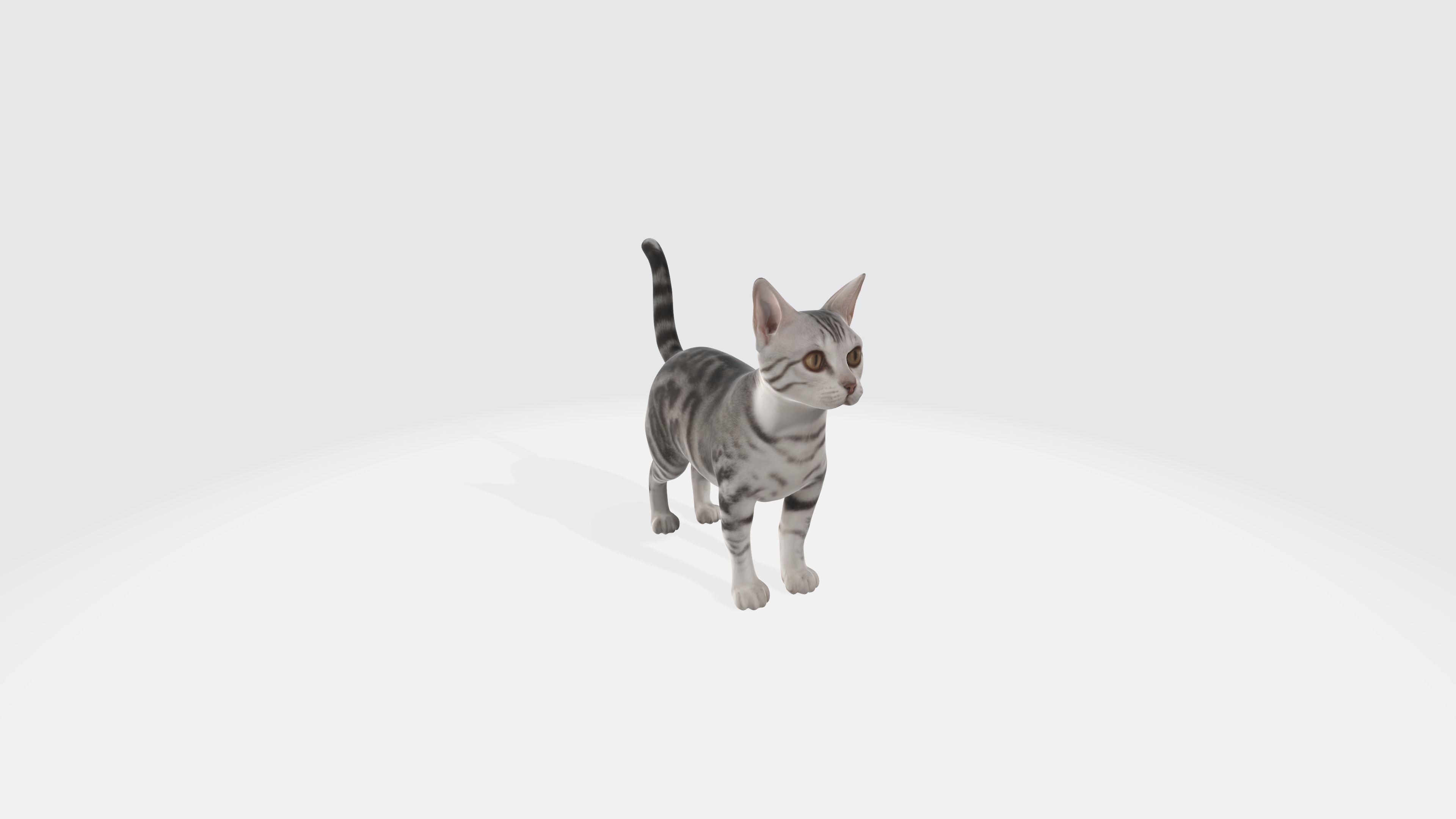 American Shorthair Cat Animated and Rigged 3D model_6