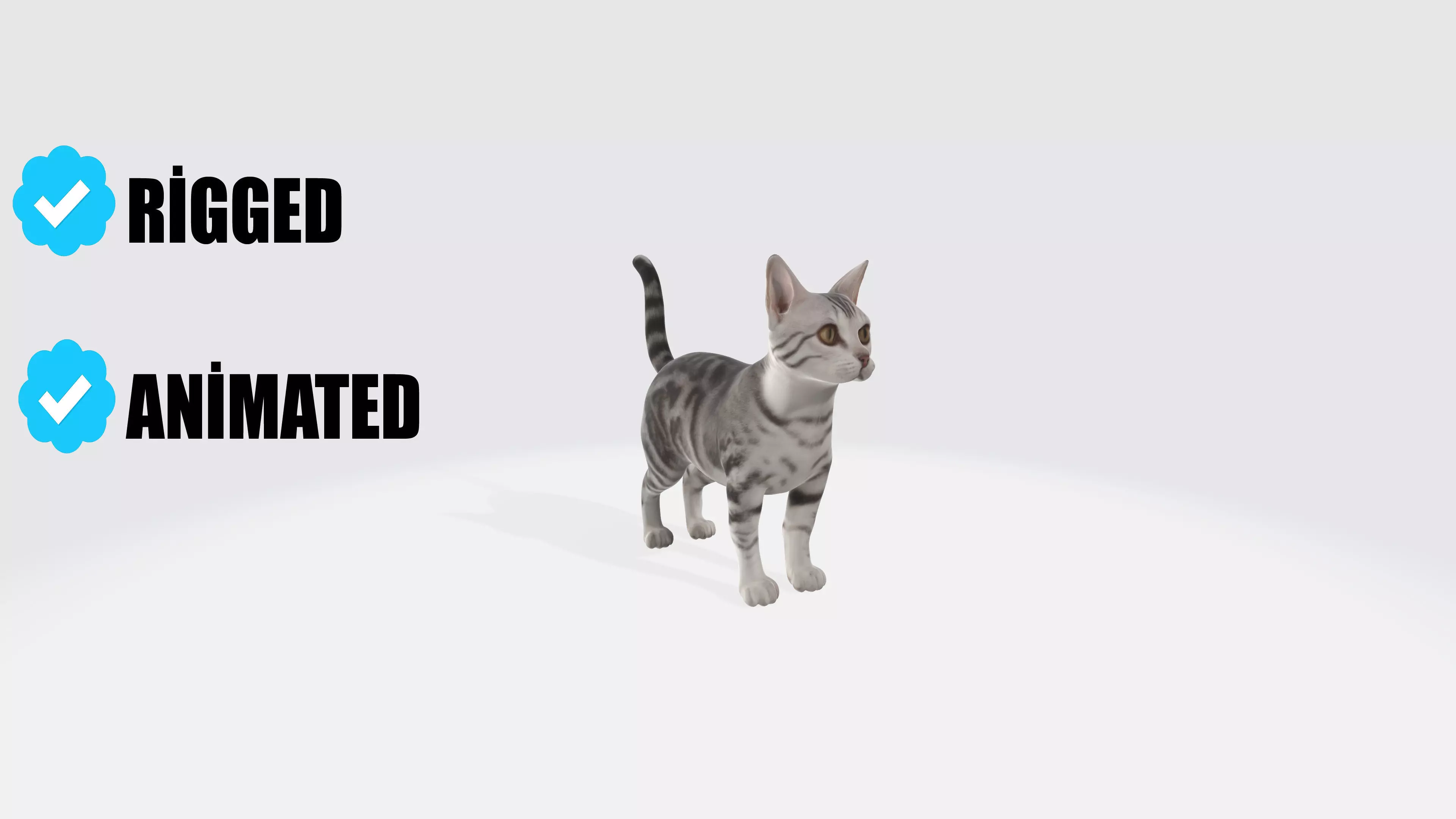 American Shorthair Cat Animated and Rigged 3D model_0