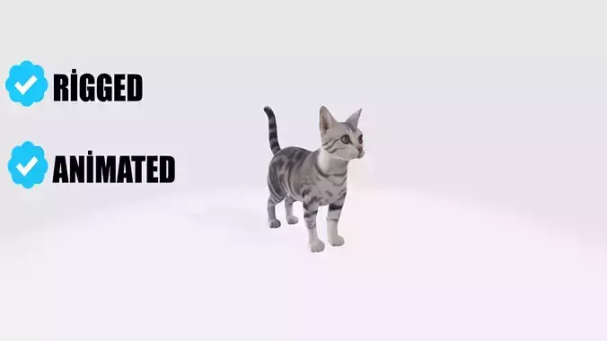 American Shorthair Cat Animated and Rigged