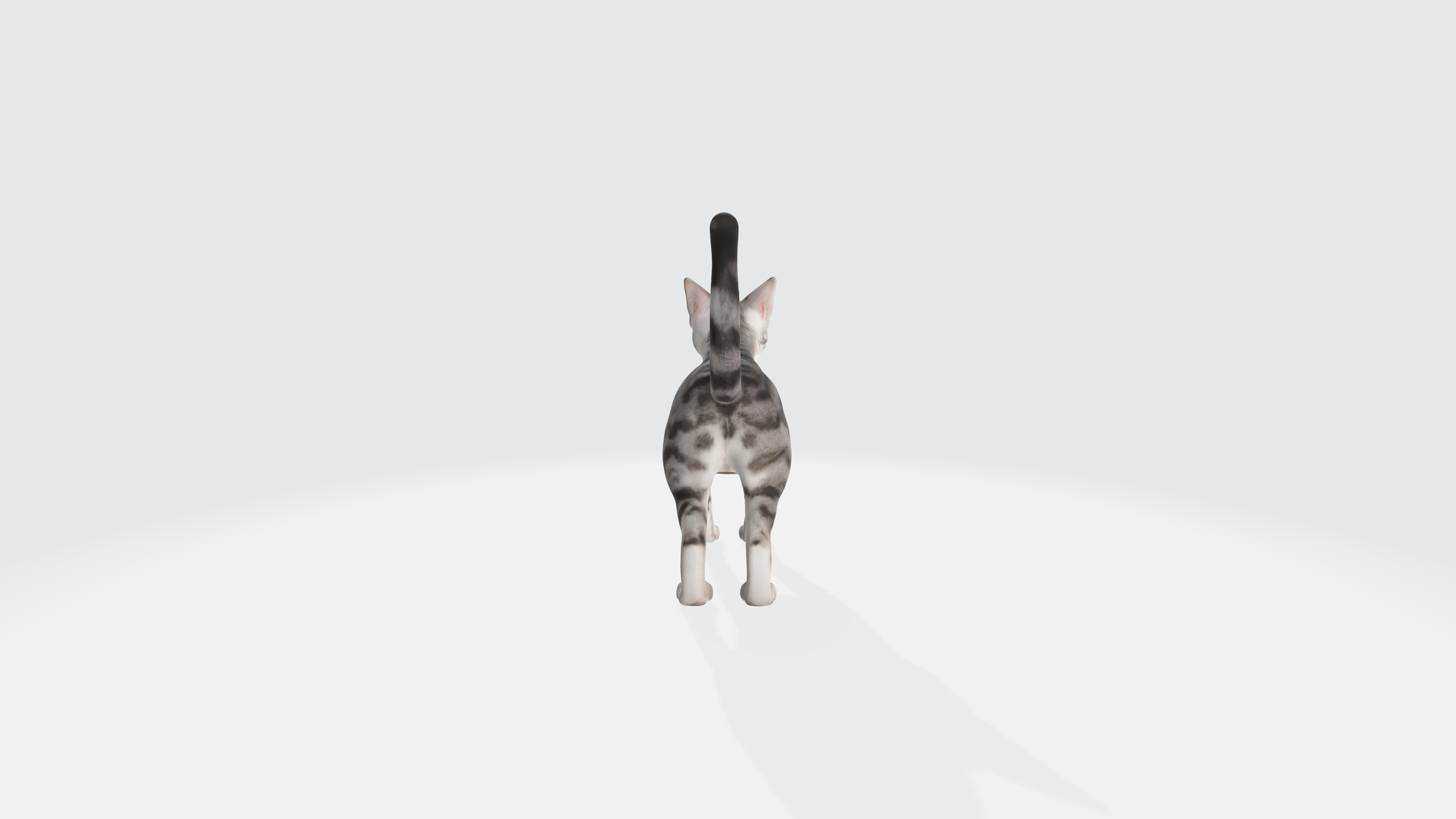 American Shorthair Cat Animated and Rigged 3D model_5